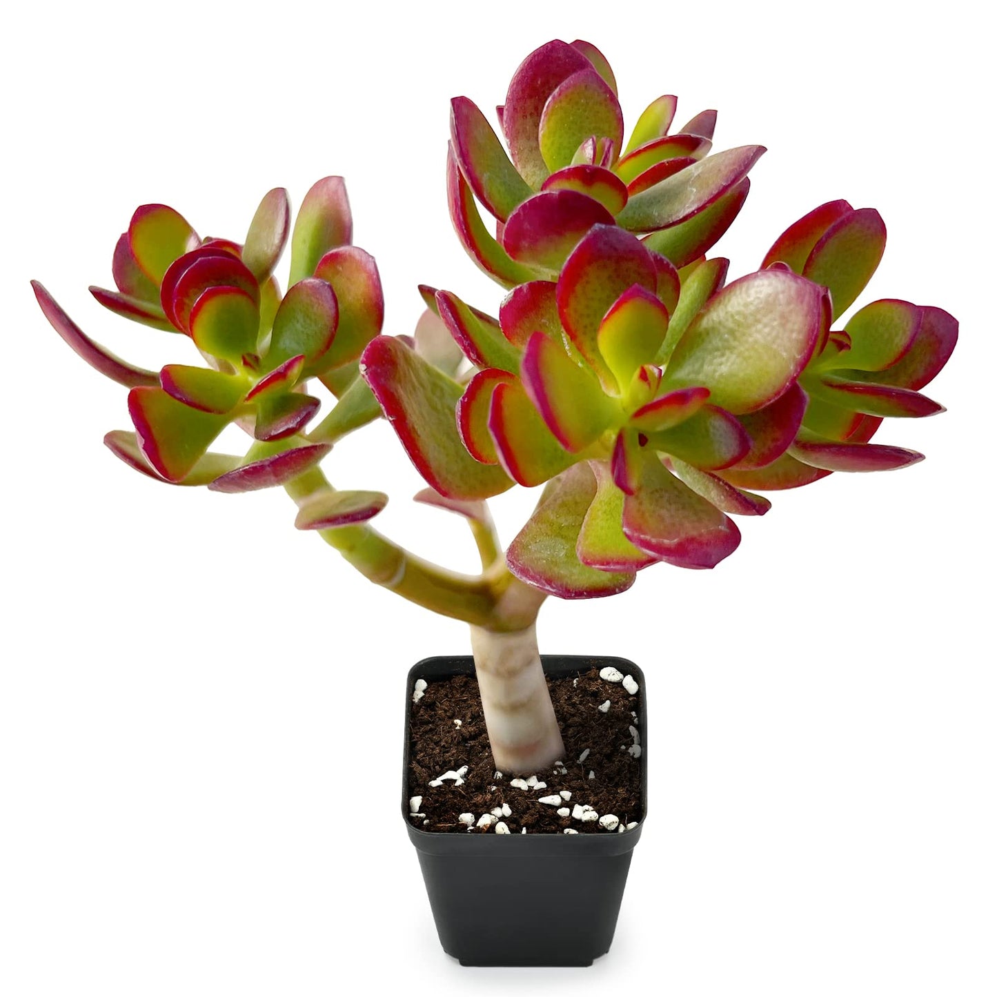 Sprout N Green Dwarf Jade - Crassula Ovata Crosby's Compact, Rare Cute Succulent Plant Fully Rooted in 2" Pot, Easy to Care, Keep Away from Pets
