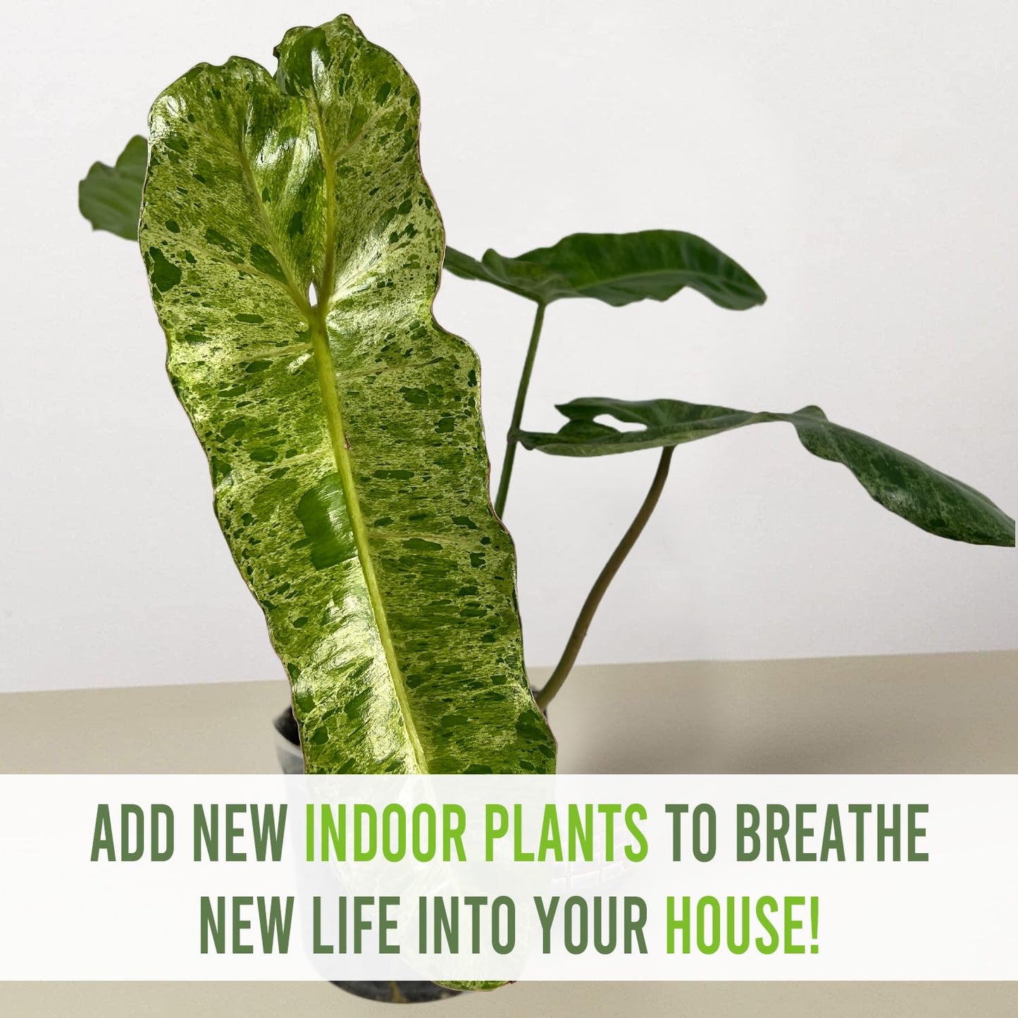LEAL PLANTS ECUADOR Philodendron Paraiso Verde Live Indoor Green House Plant | Elephant Ear Plant for Home Décor | Air Purifying Houseplant | Unique Gift for Plant Lover