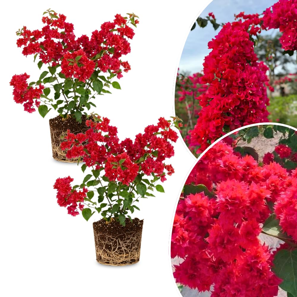 2 Bougainvillea Plants Live, Bougainvillea Flowering Vine Plant, Colorful Climbing Plants for Indoor Outdoor Garden 4-7 Inches (Double Red)