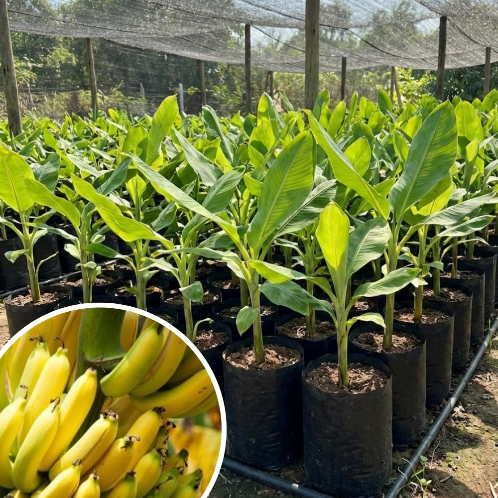 Banana Plant Live, Cold Hardy Tropical Banana, 4-6'' Tall, Starter Plant for Indoor and Outdoor (Grand Nain Banana)