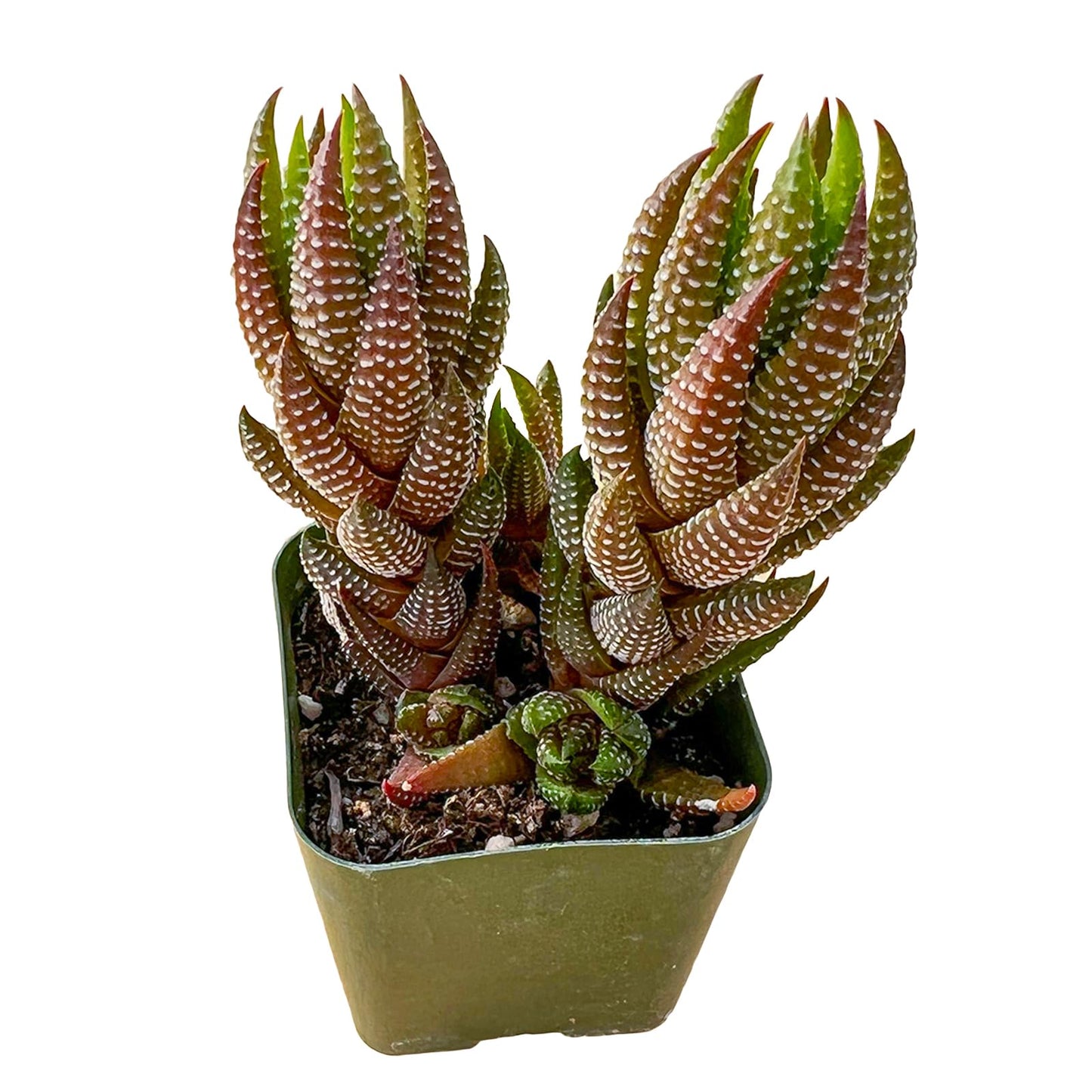 Sprout N Green Haworthia Collection, 3 Live Succulent Plant Fully Rooted in 2inch Starter Pot, Home Office Indoor Outdoor Wedding Decoration DIY Projects Party Favor, Pet-Friendly, Easy to Care