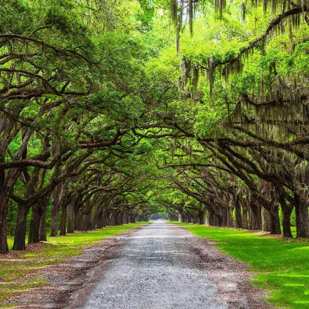 Southern Live Oak Tree | Quercus Virginiana | 3 Live Plants | Durable Picturesque Shade Tree | Dark Green Foliage