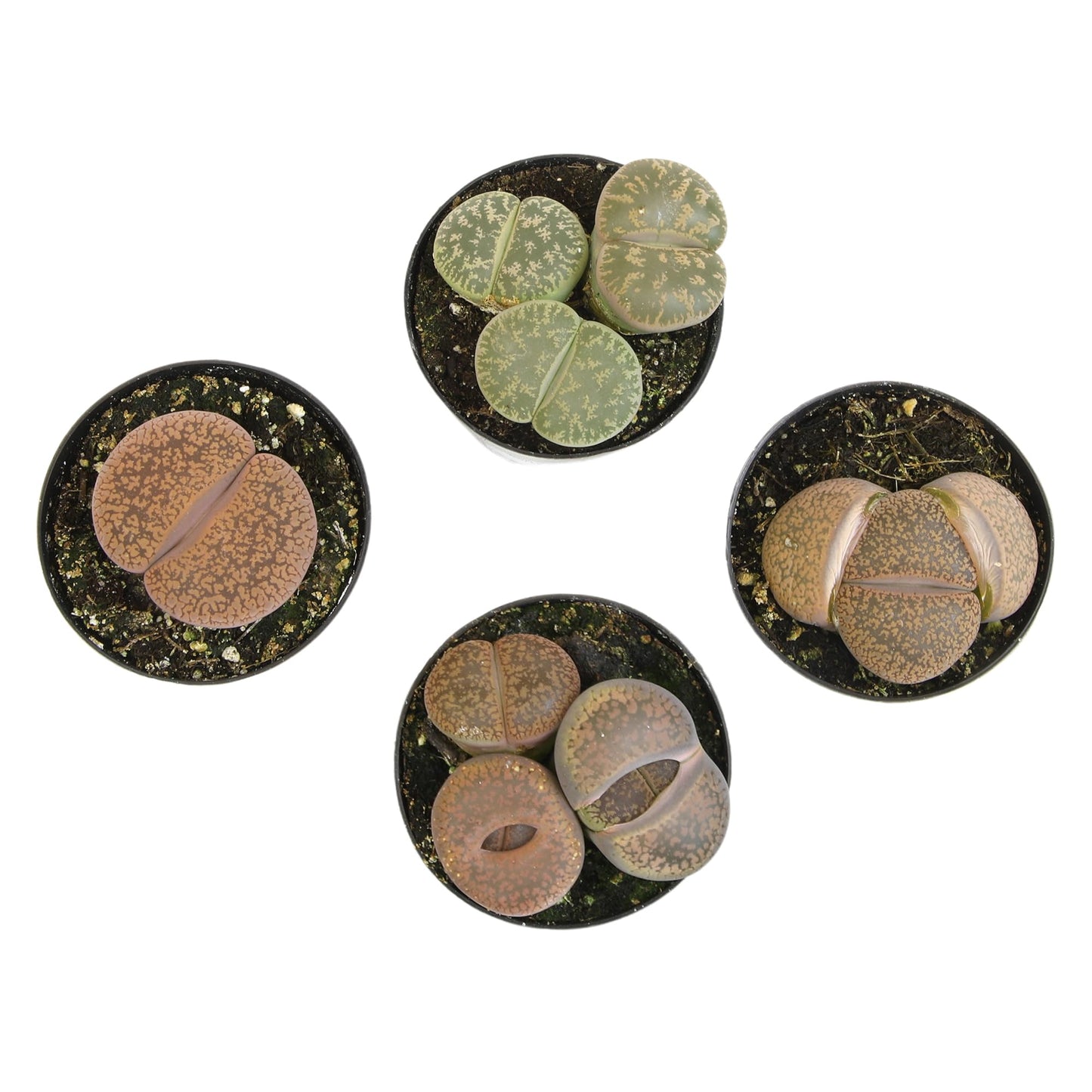 Altman Plants Giant Living Stones Succulents (4PK) XL Lithops Live Plants & Real Succulents, Pet Safe Plants & Live Succulent Plants, 2.5" Pots, Pet Friendly Plants, Live Plants in Succulent Soil Mix