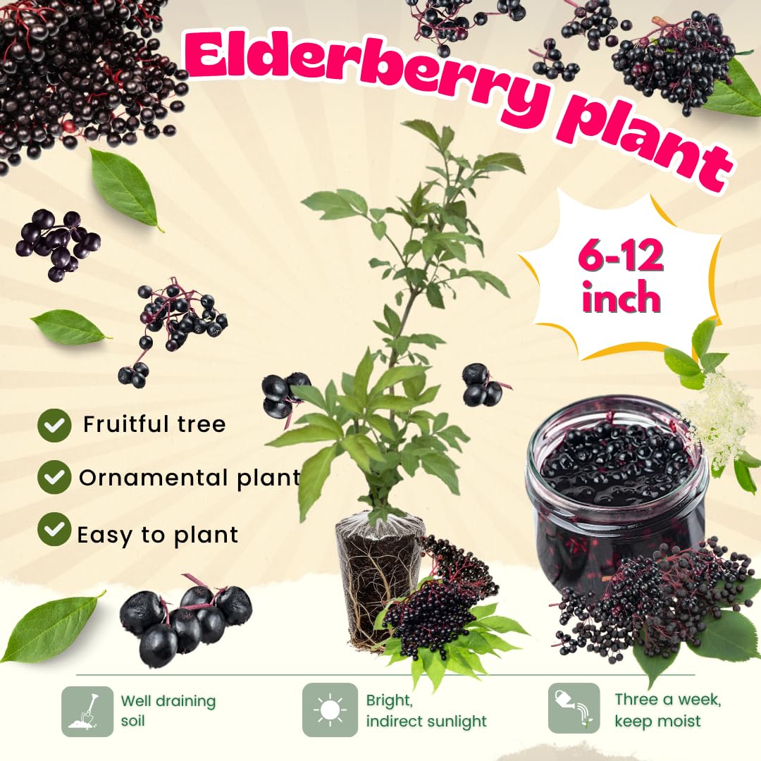 3 Black Elderberry Plants Live, 6-12 Inch Tall, American Elderberry Bush Live Plant, Sweet Elderberries Fruit