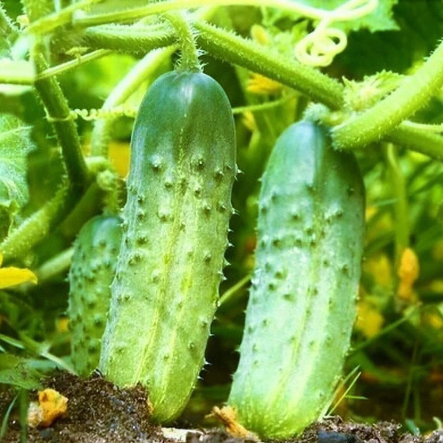 2 Cucumber Plants Live, Live Green Cucumber Plants, 3 to 5 Inches Tall, 4 Inches Pot, Cucumber Live Plants, Cucumber Starter Plants Growing Outdoor