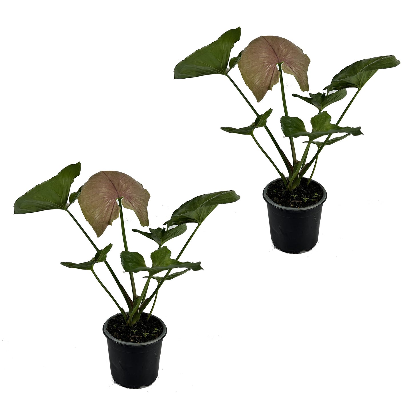 LEAL PLANTS ECUADOR Syngonium Mango Allusion (Pack of 2)| Rare Variegated Elephant Ear Houseplants | Tropical Syngonium Live Plants | Unique Variegated Foliage Indoor Plants for Home Decor