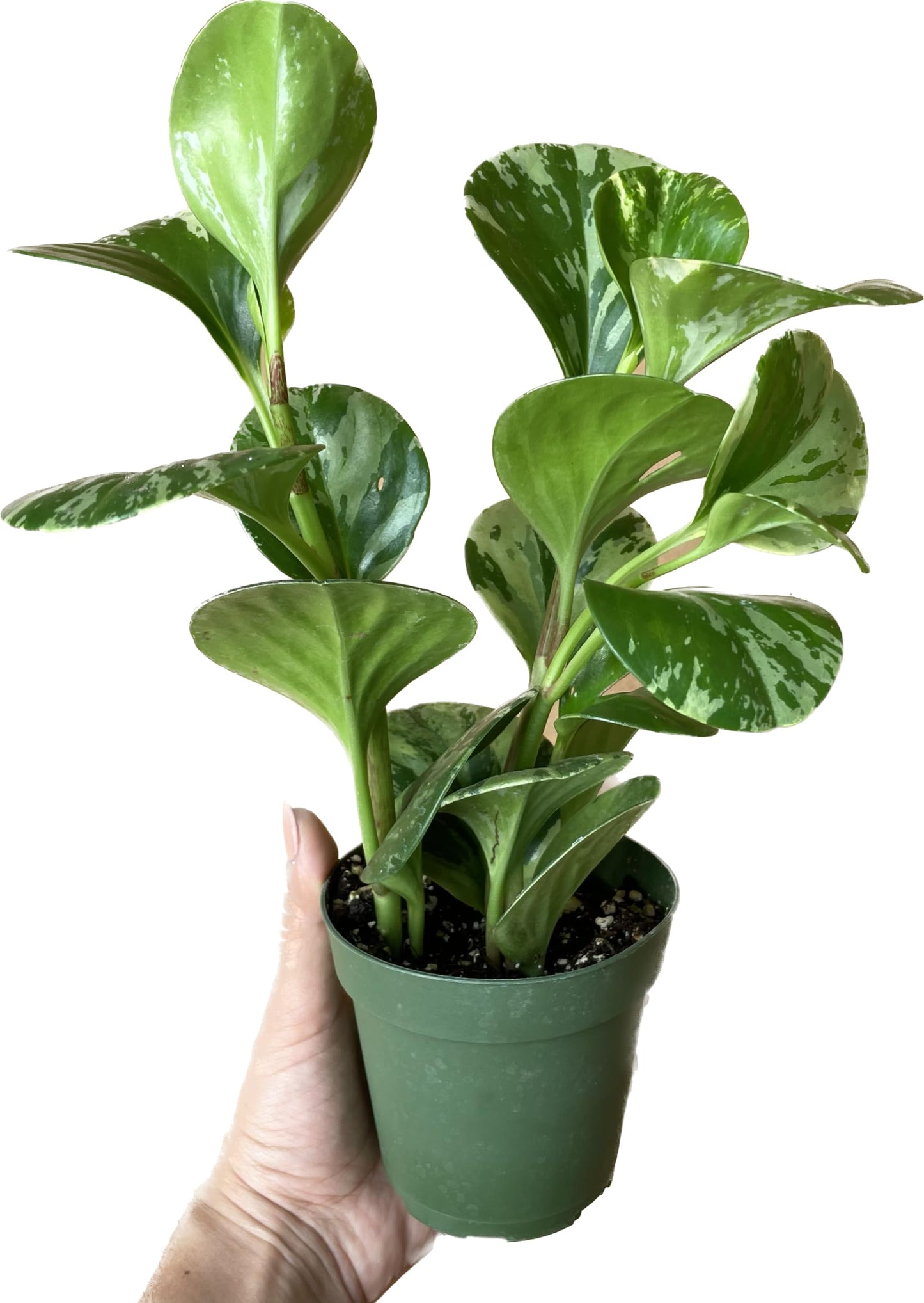Live Rubber Plant - Peperomia Marble - Peperomia Obtusifolia Marble Variegated - Available in 3", 4", and 6" Pots - CA Seller - Ideal Gift for Home, Office - Peperomia Live Plant (4" Pot)