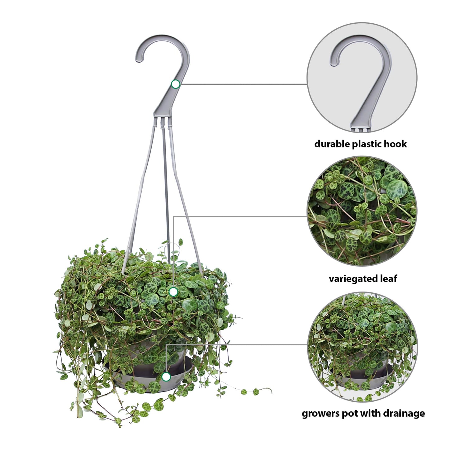 Live String of Turtles, Peperomia Prostrata, Jade Necklace, Gardener Gift, Wedding Decor, Housewarming Gift for The First Home, Office Gift, Indoor Plant in 4.5" Hanging Basket