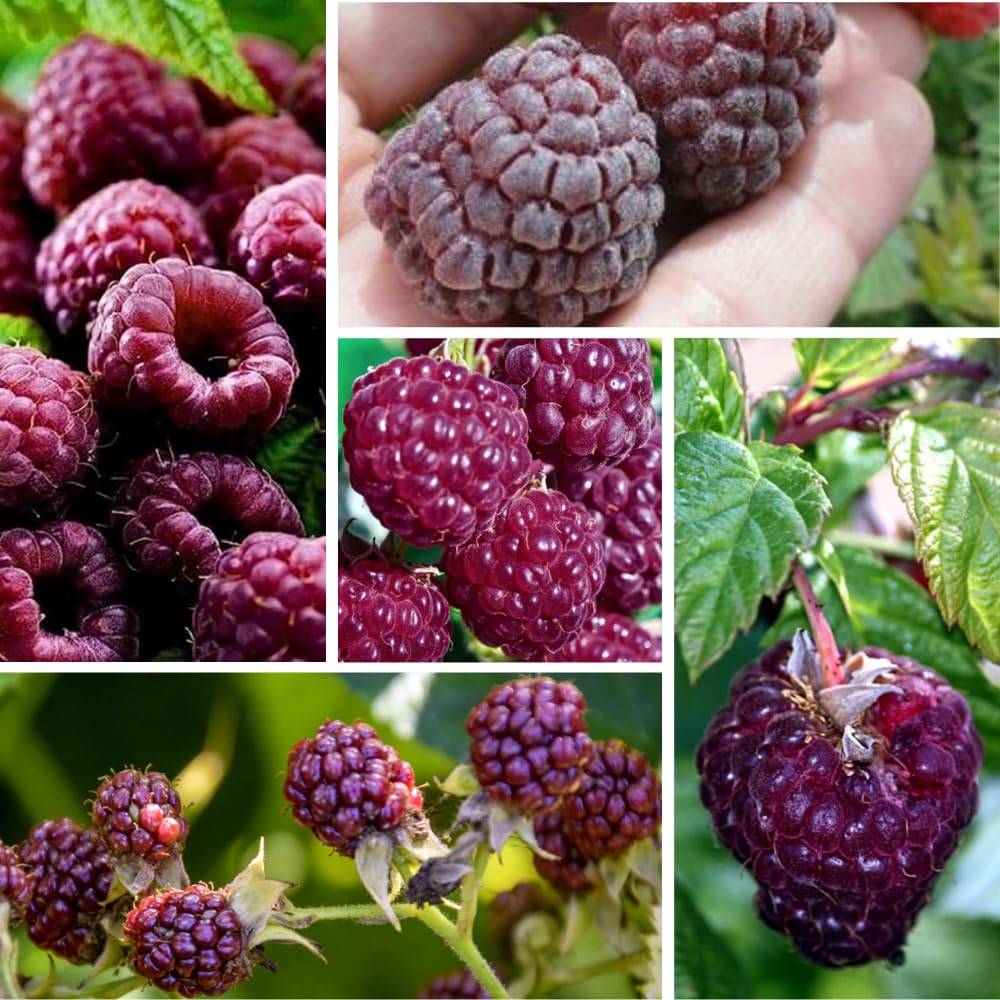 Pack 2 Raspberry Plants Live for Planting, Cold Hardy Raspberry Trees Live Plants, 4 to 9 Inches Tall, Sweet Berry Fruits Seedlings (Purple Thornless Raspberry)