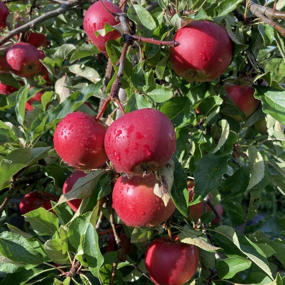 Red Apple Trees Live Plants 3-4 Feet Tall, Sweet Apple Fruit Plants Live 3 Gallon Pot, Hardy Fruit Trees for Planting, No Ship to CA