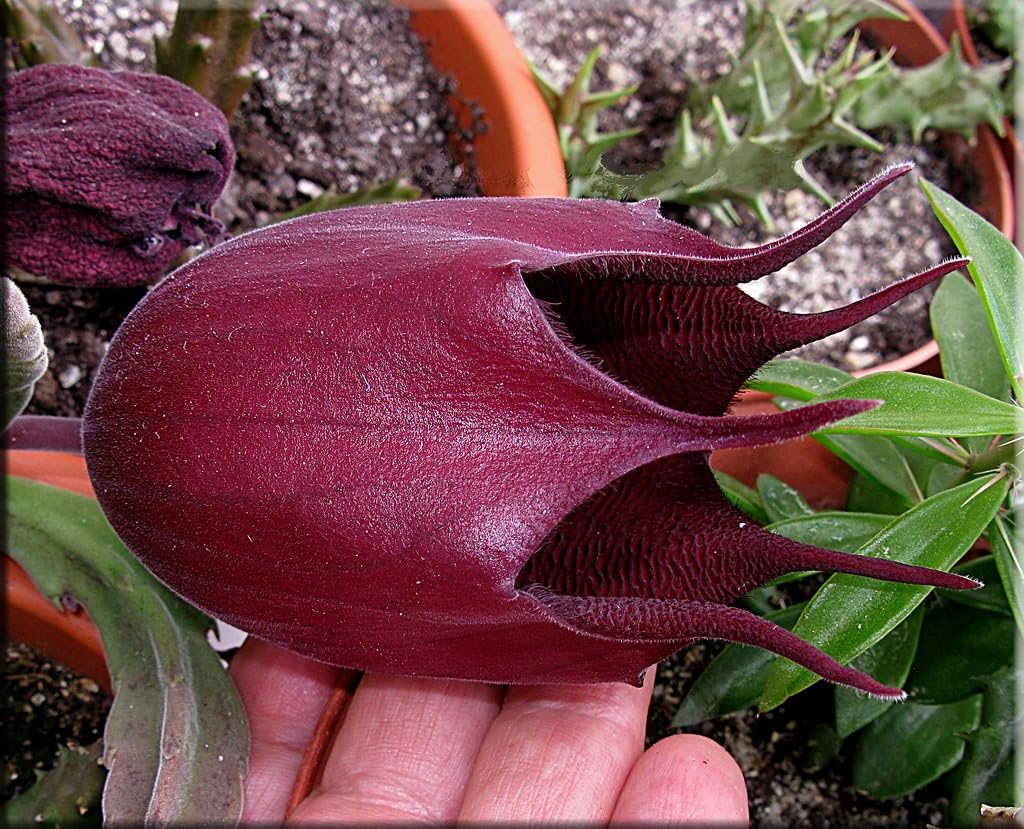 Stapelia Leendertziae 3.5 Inch Potted Plant Well Rooted Starfish Cactus - No Shipping to California Or Arizona!