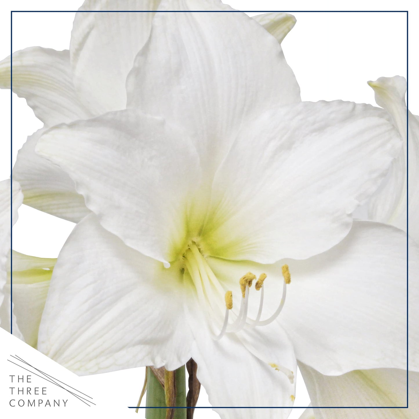 Waxed Amaryllis Bulb - Red Wax, White Blooms - Easy Care - No Watering Needed! Beautiful Live Décor!