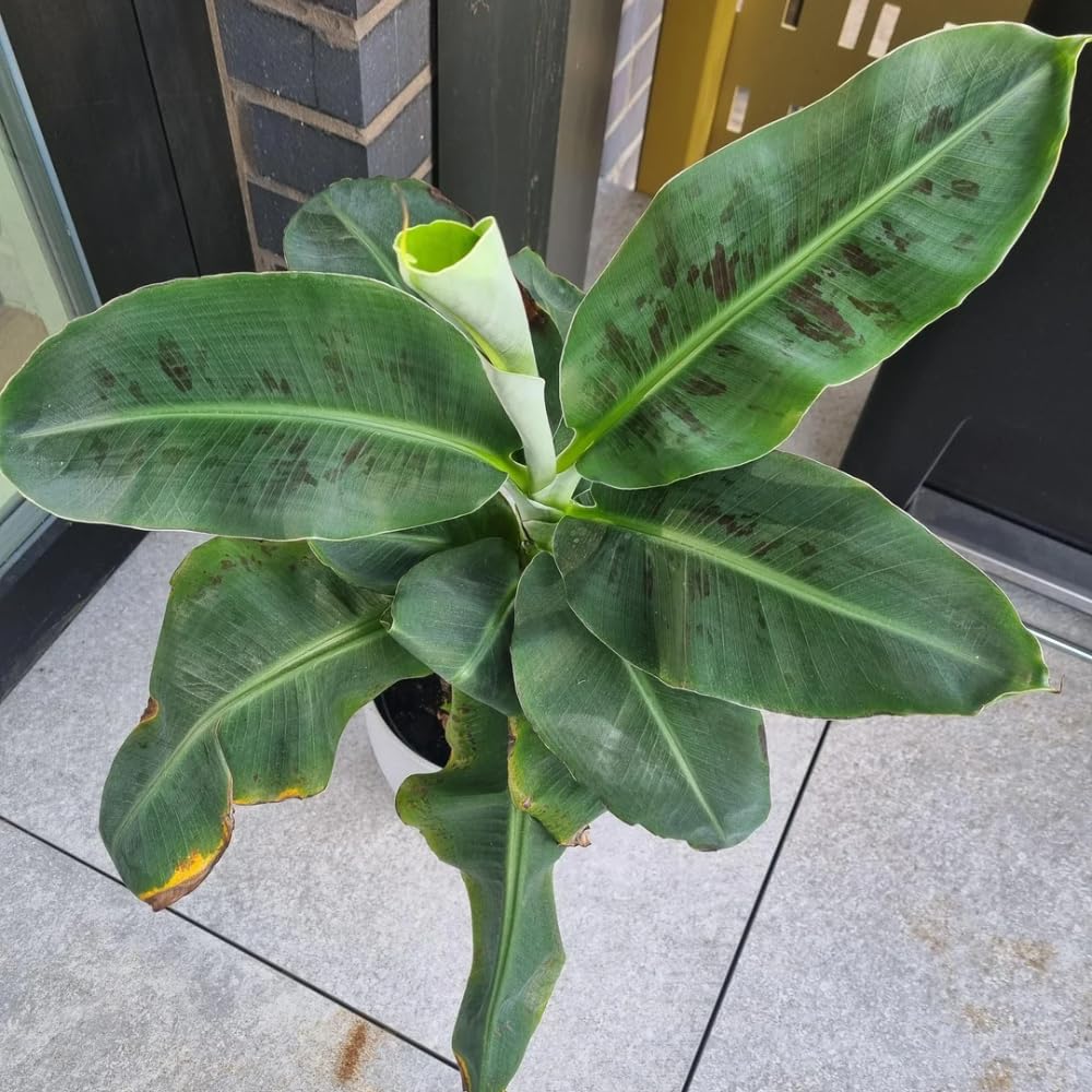 Banana Tree Live Plant, Banana Plant Live, Cold Hardy, Well-Rooted, Sweet Fruit, 4-6 Inches Tall for Outdoor Planting (Dwarf Cavendish Banana)