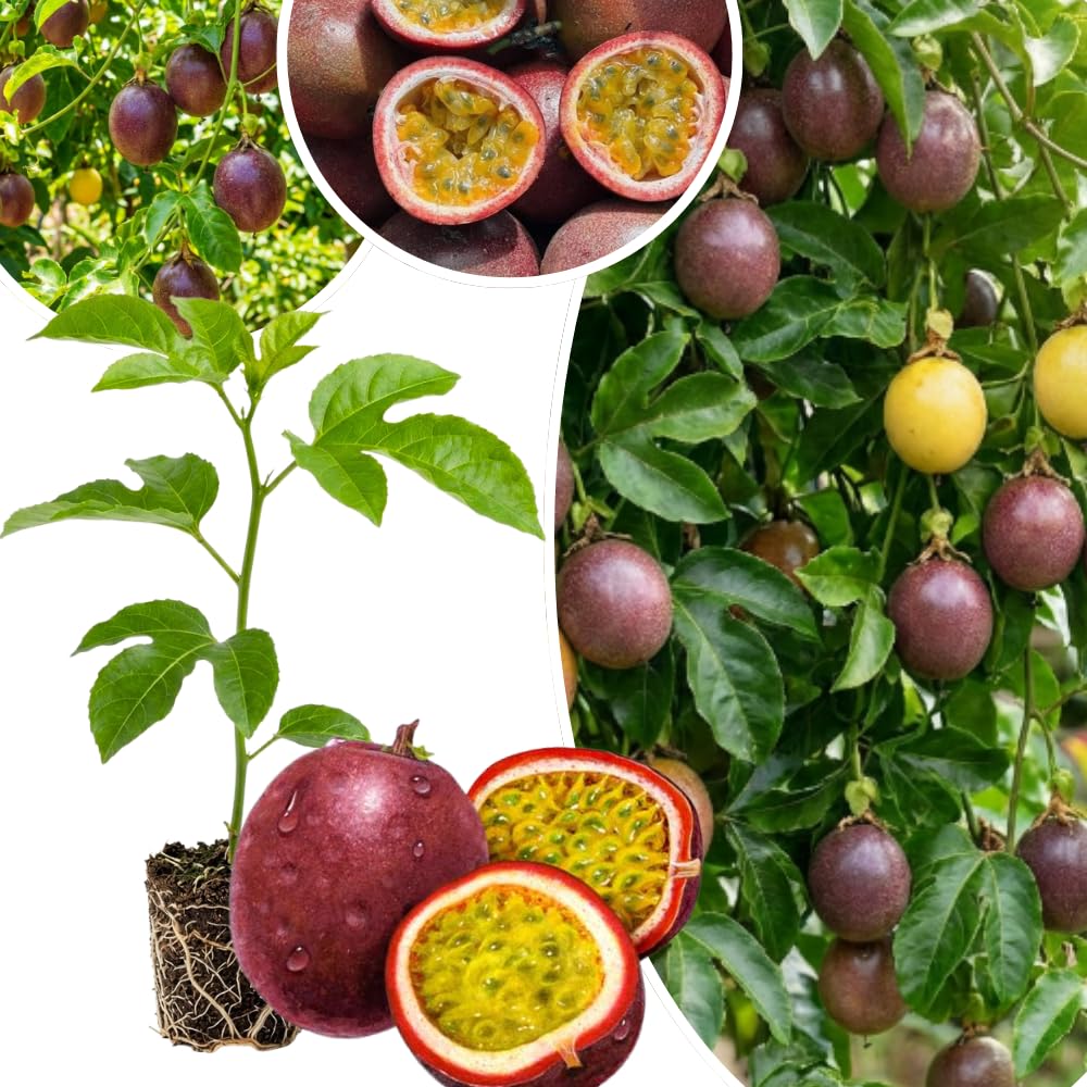 Passion Fruit Plant Live 4-7 Inch, Passionfruit Vine for Outdoor Garden, Tropical Climbing Vine for Trellis, Fence or Backyard Growing (High Yield Passionfruit)