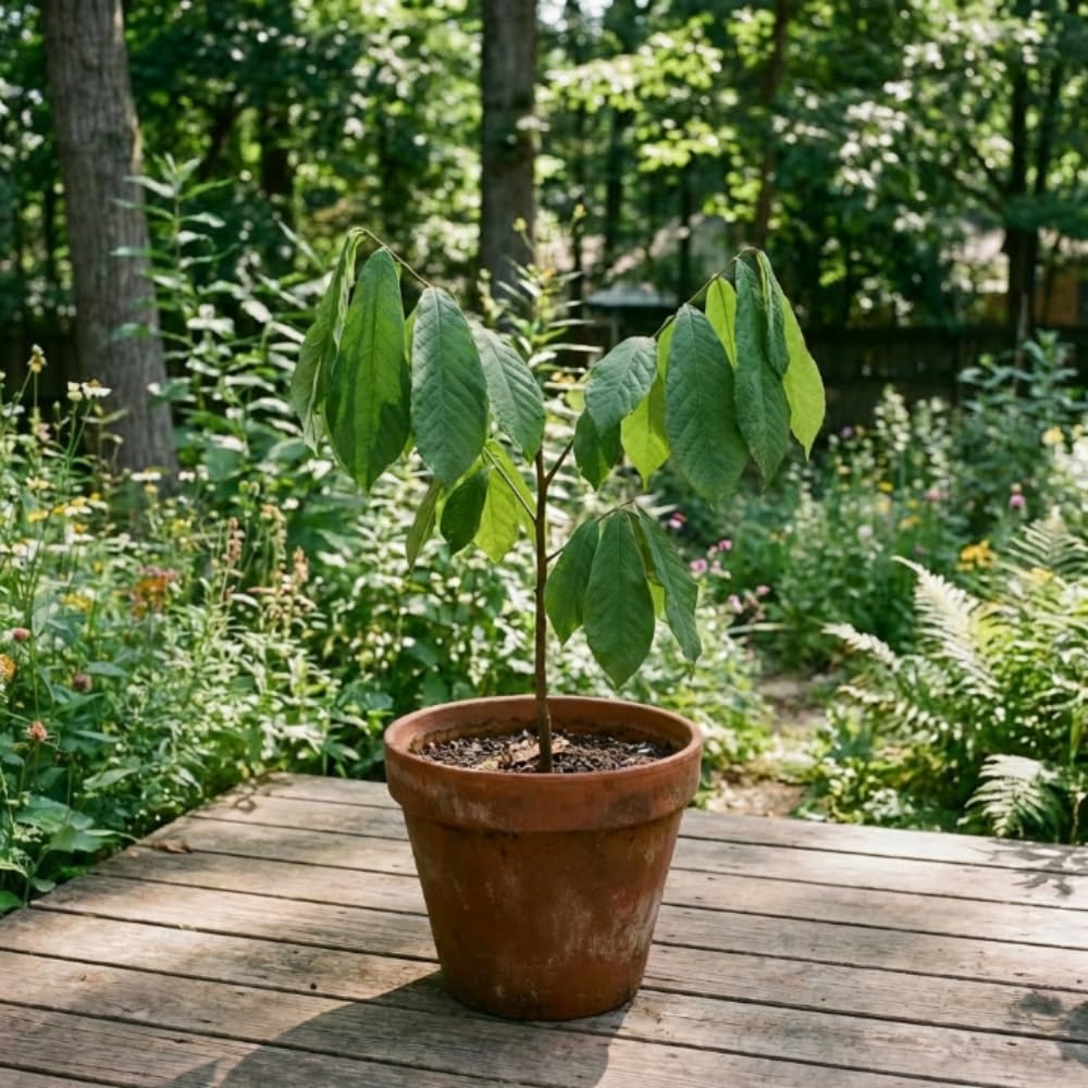 Set 2 Pawpaw Tree Live Plants, Paw Paw Bare Root Plant for Planting, Well Rooted, 8-12 Inches Tall, Sweet Fruit Tree for Garden