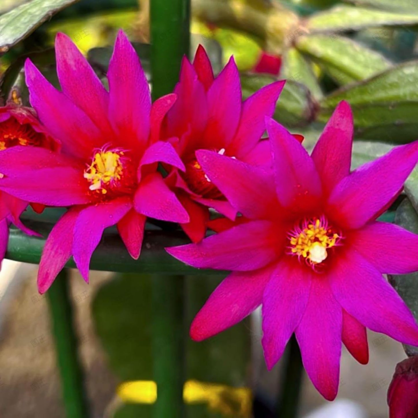 Pink Easter Cactus Plant Live, Spring Flowering Cactus in 2'' Pot, Low-Maintenance Indoor Plant