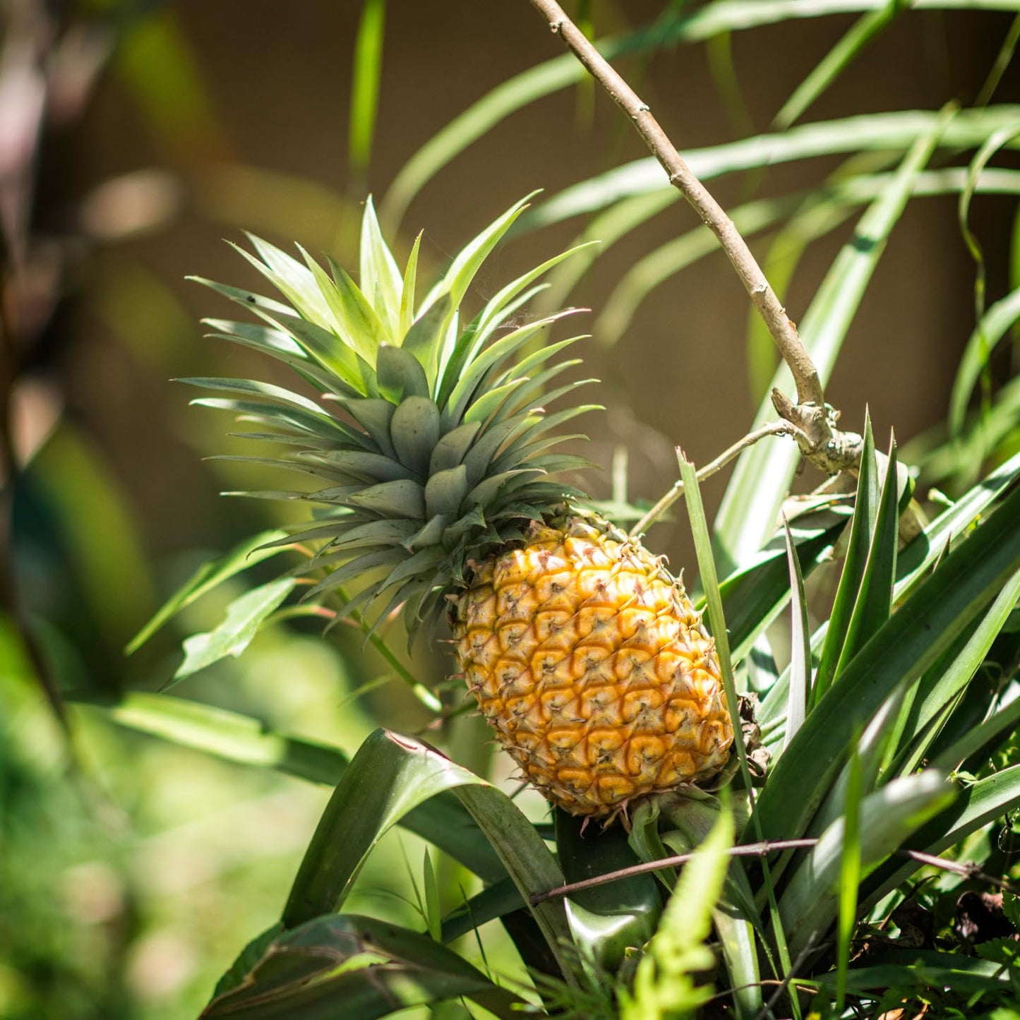 2 Elite Gold Pineapple Plants, Pineapple Plants Live for Planting, Sweet Pineapple Starters Plant for Home Garden and Containers