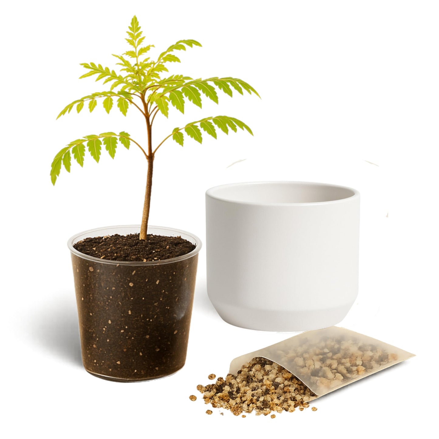 MyShelfie Jacaranda Tree Bonsai Starter Kit for Beginners - Gifts for Men Who Have Everything, Unique Gifts for Women, Small Bonsai Tree with Ceramic Pot, Easy to Grow and Maintain