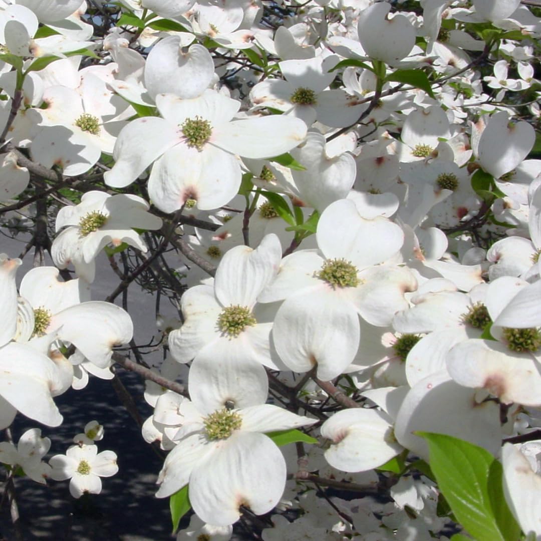 White Dogwood Tree Live Plant 6" to 1 Feet Tall, Flowering Dogwood Plant, Spring Planting Well Rooted, Cold Hardy, Ornamental Outdoor Indoor Decor