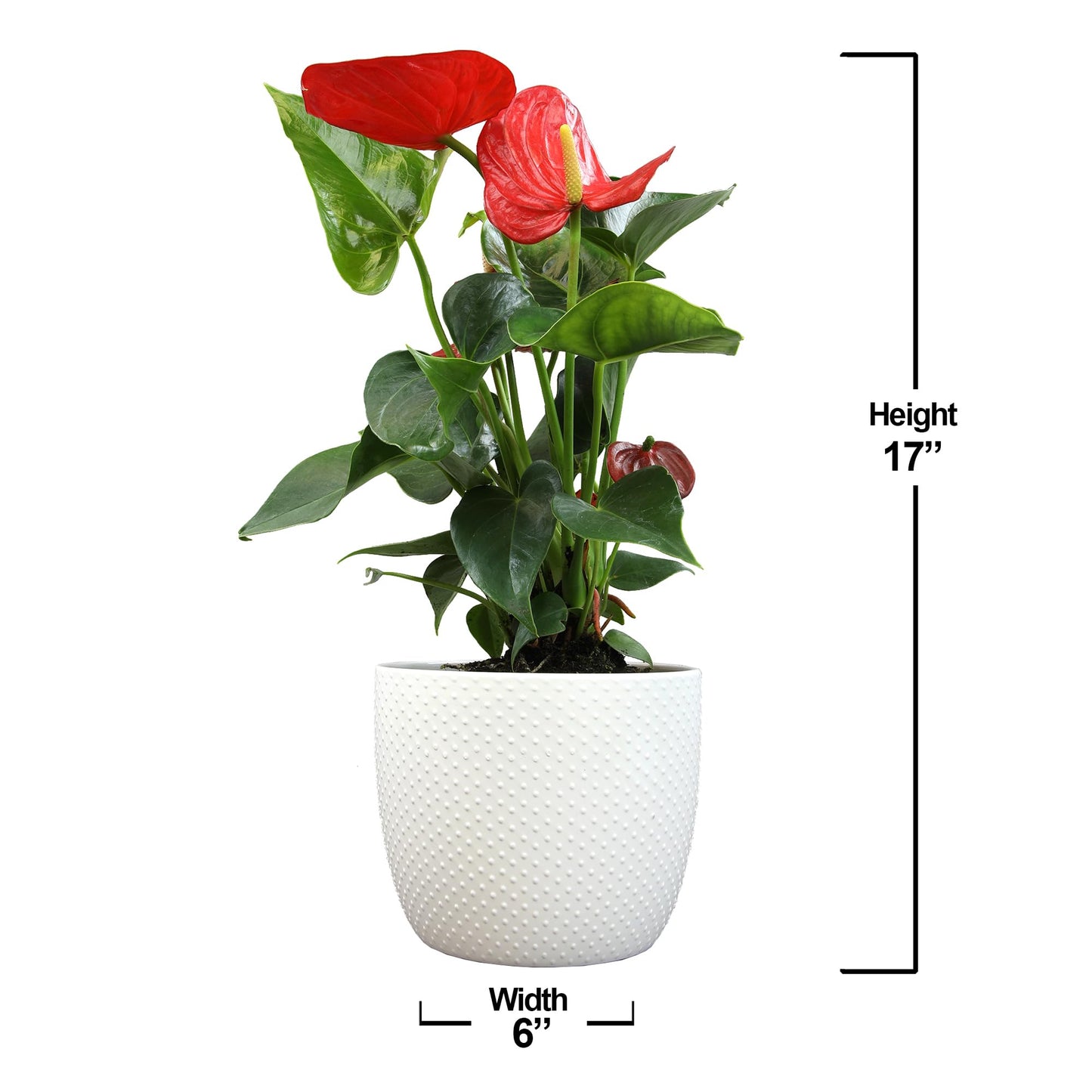 Red Anthurium Live Plant Decor 10-12" in Modern Planter, Plant Lover Gifts for Plant Lovers, Live Plants Indoor Plants Live Houseplants, Real Plants Indoor House Plants Easy Plants by Plants for Pets