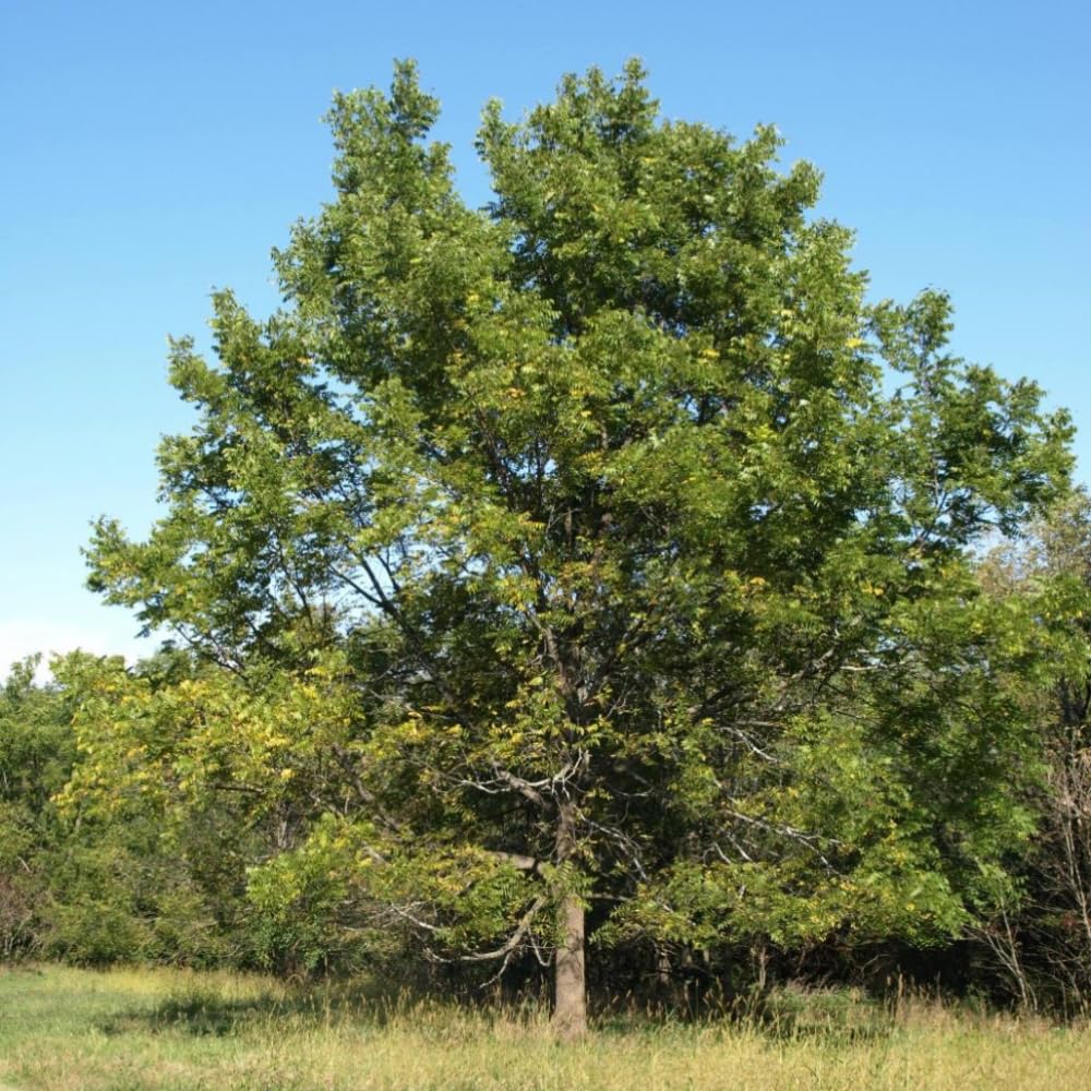 Black Walnut Tree Live Plant in 4" Pot, Hardy Walnut Plant 1 Year Old for Outdoor Planting