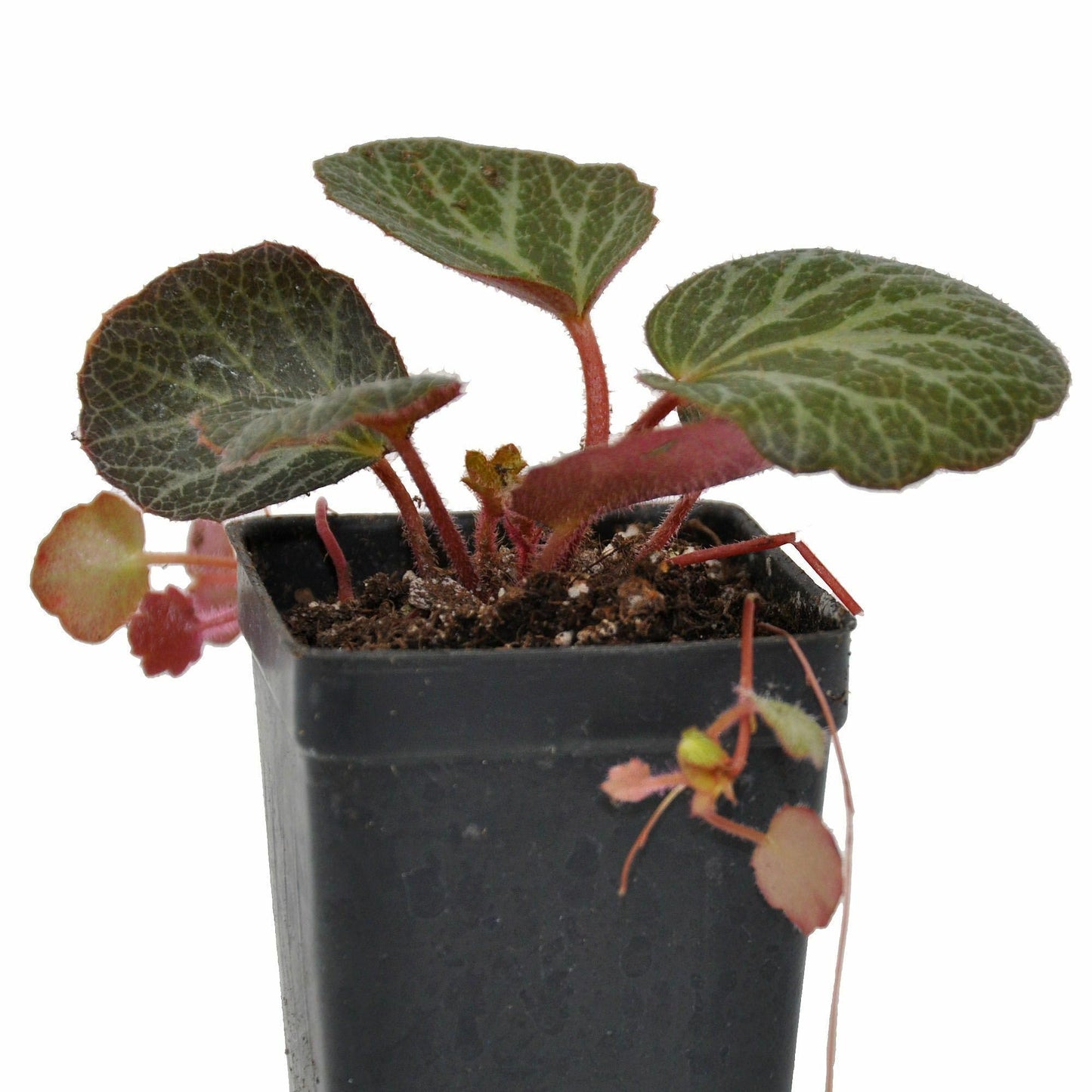 Saxifraga stolonifera, Strawberry Begonia Live Plant, Strawberry Geranium, Creeping Saxifrage, Creeping Rockfoil, Mother of Thousands, Ground Cover with Runners, Container Size: 3" (2.6x3.5)