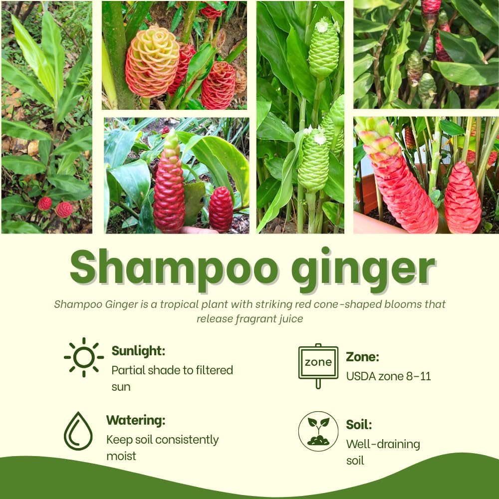 12 Zingiber Zerumbet Shampoo Ginger Roots, Hawaiian Ginger Lily Rhizomes, Pinecone Gingers for Outdoor Garden