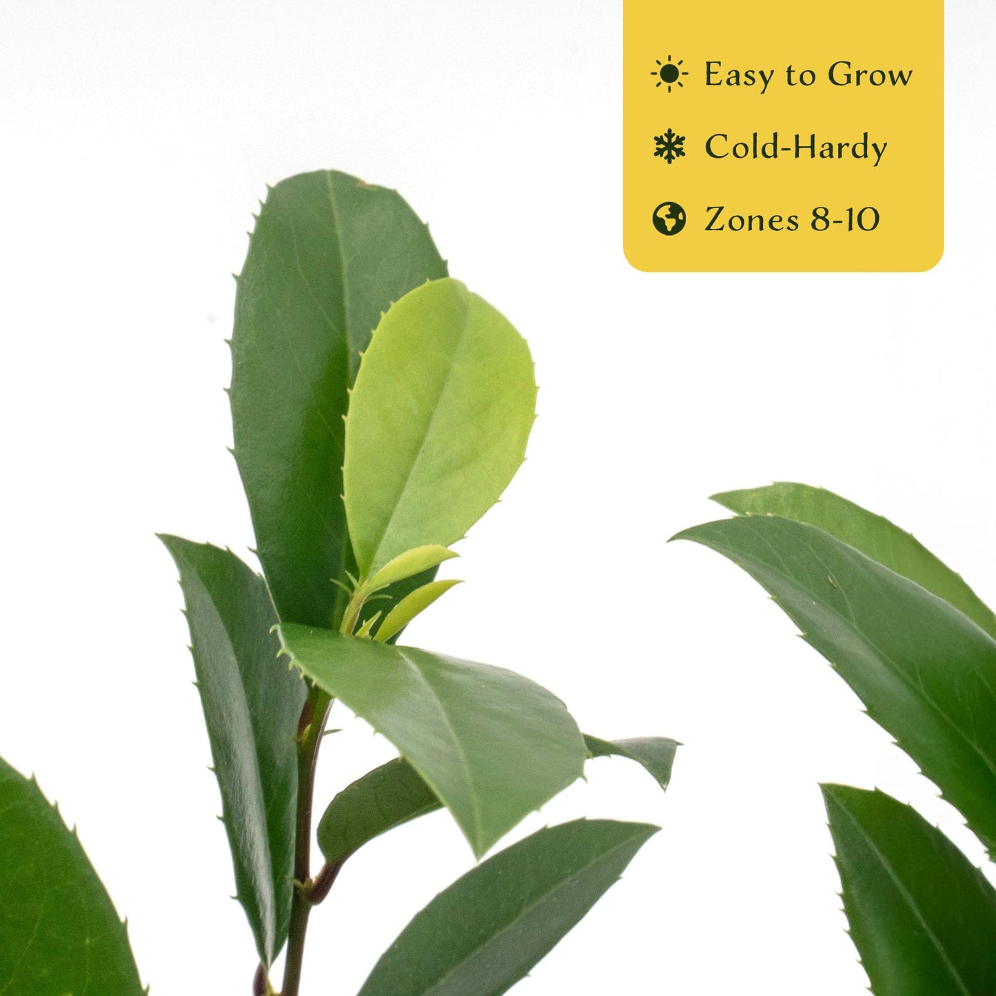 12 Carolina Cherry Laurel in 2.5” Nursery Cubes (Prunus caroliniana) | Evergreen Screening Shrub or Small Tree for Hedges, Borders & Wildlife | Ready-to-Plant Live Starter Plants