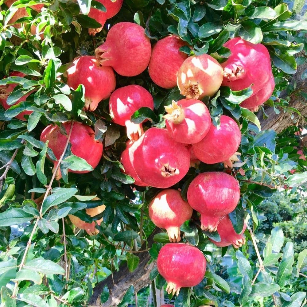 Live Sweet Pomegranate Plant, Red Pomegranate Plants Live Tree 8 to 10 Inches Tall, Pomegranates Fruit Tree, Well Rooted, 4 Inches Pot Plants