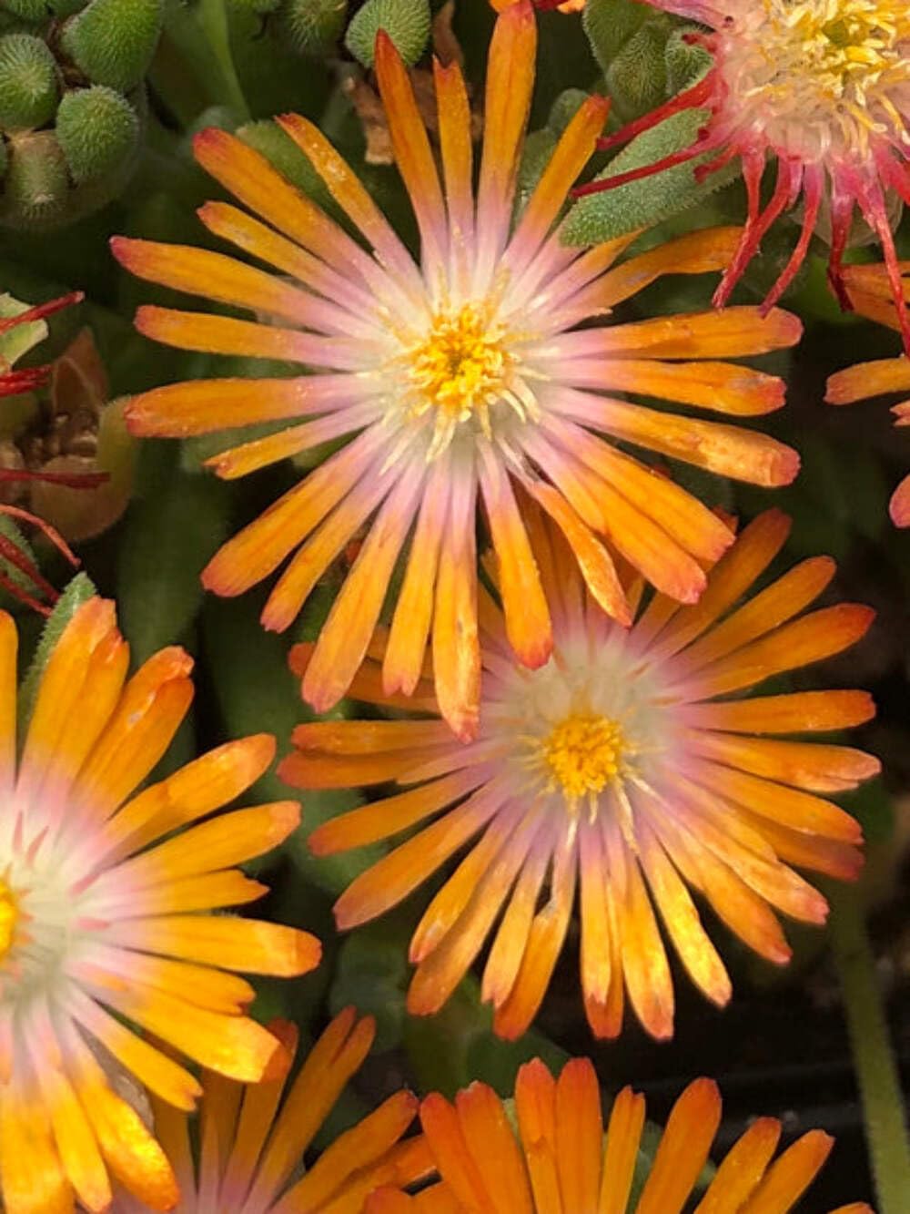 Perennial Farm Delosperma ‘Topaz’ – Live Groundcover Ice Plant in 1 Quart Container, Jewel-Toned Lavender Blooms, Drought Tolerant, Heat Loving, Ideal for Rock Gardens & Sunny Borders