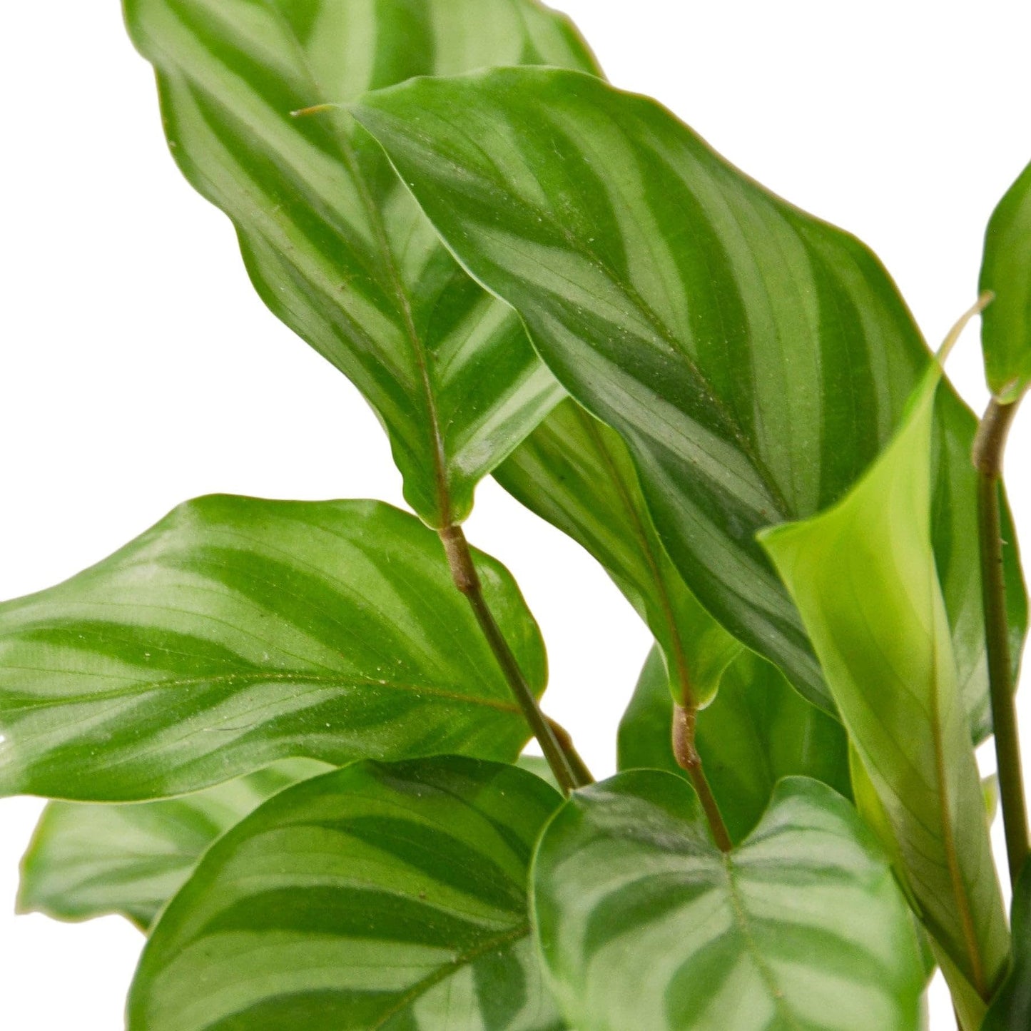 Calathea Coincinna Freddie | Live Plant for Indoor & Outdoor | for Living Room, Office, Bathroom | (4" Pot)