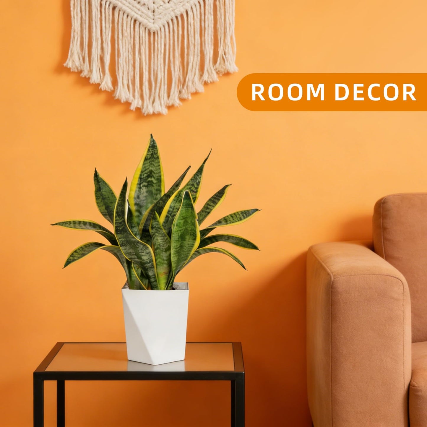 Live Snake Plant Indoor Houseplant, 8-10 Inch Sansevieria in Planter, Air Purifying Easy Care Succulent, Low Light Plant for Desk, Office, Bedroom & Tiny Spaces, Perfect Beginner Friendly Gift