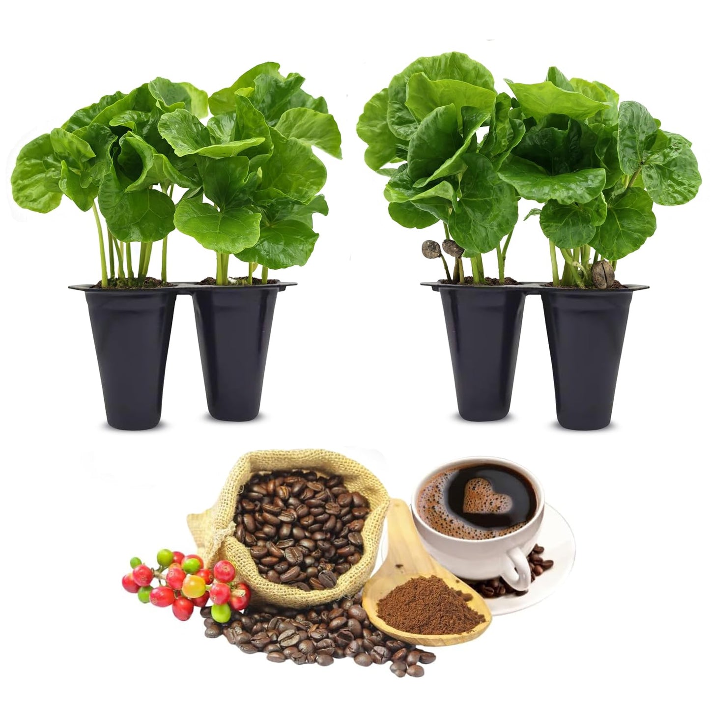 Coffee Plant Arabica (4 Pack) Real Live Plant for Sale | Coffee Lover's Dream | Easy to Grow Live for Planting | Grow Your Own Food on Your Edible Organic Garden |