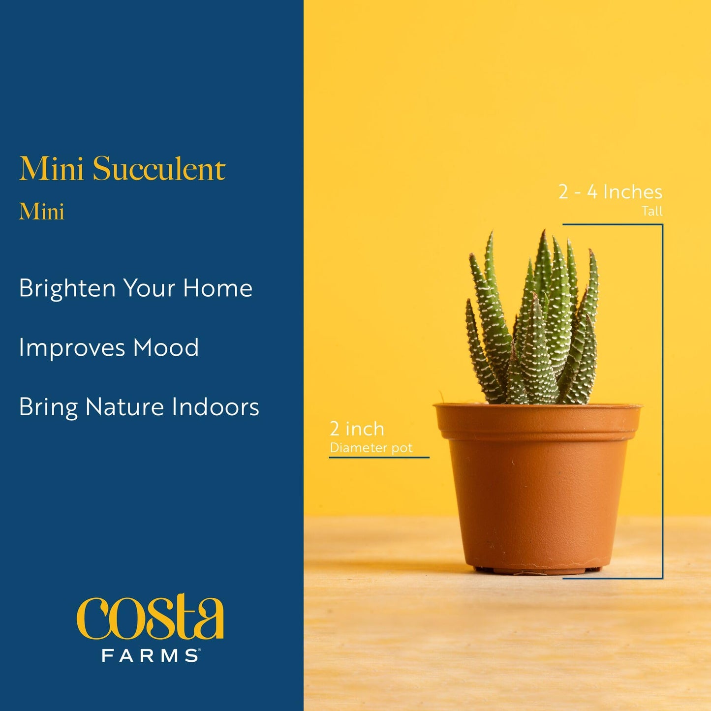 Costa Farms Mini Succulent Live Plants in Cute Pots, Easy to Maintain Indoor Succulents, Houseplants for Home or Office Decor, House Warming or Birthday Gift, 2-3.5 Inches Tall, Pack of 3