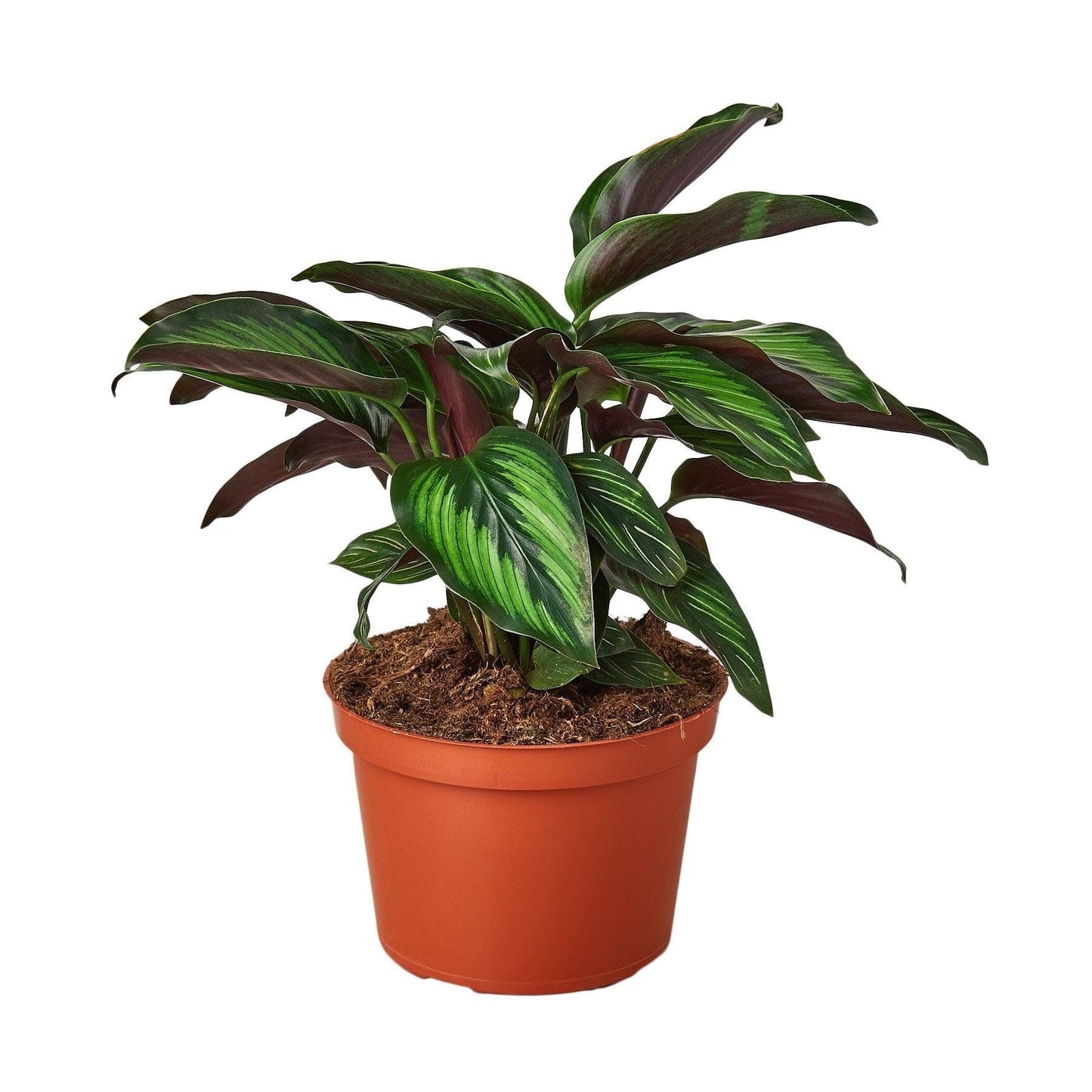 Calathea 'Beauty Star' | Live Plant for Indoor & Outdoor | for Living Room, Office, Bathroom | (6" Pot)
