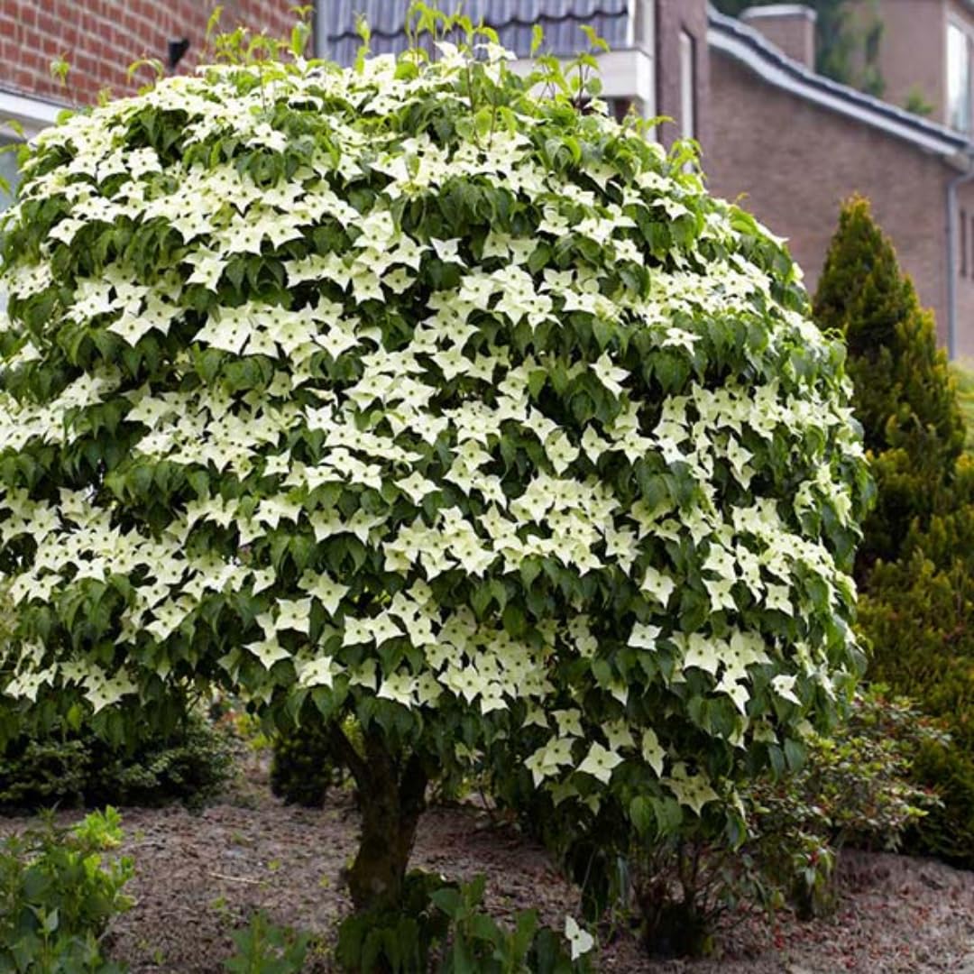 Dormant Dogwood Tree Live Plant, 9 Months Old 6-12 Inch Tall in Quart Pot, Dogwood Tree Potted, Perennial, Well Rooted Plants, Cold Hardy (White Kousa)