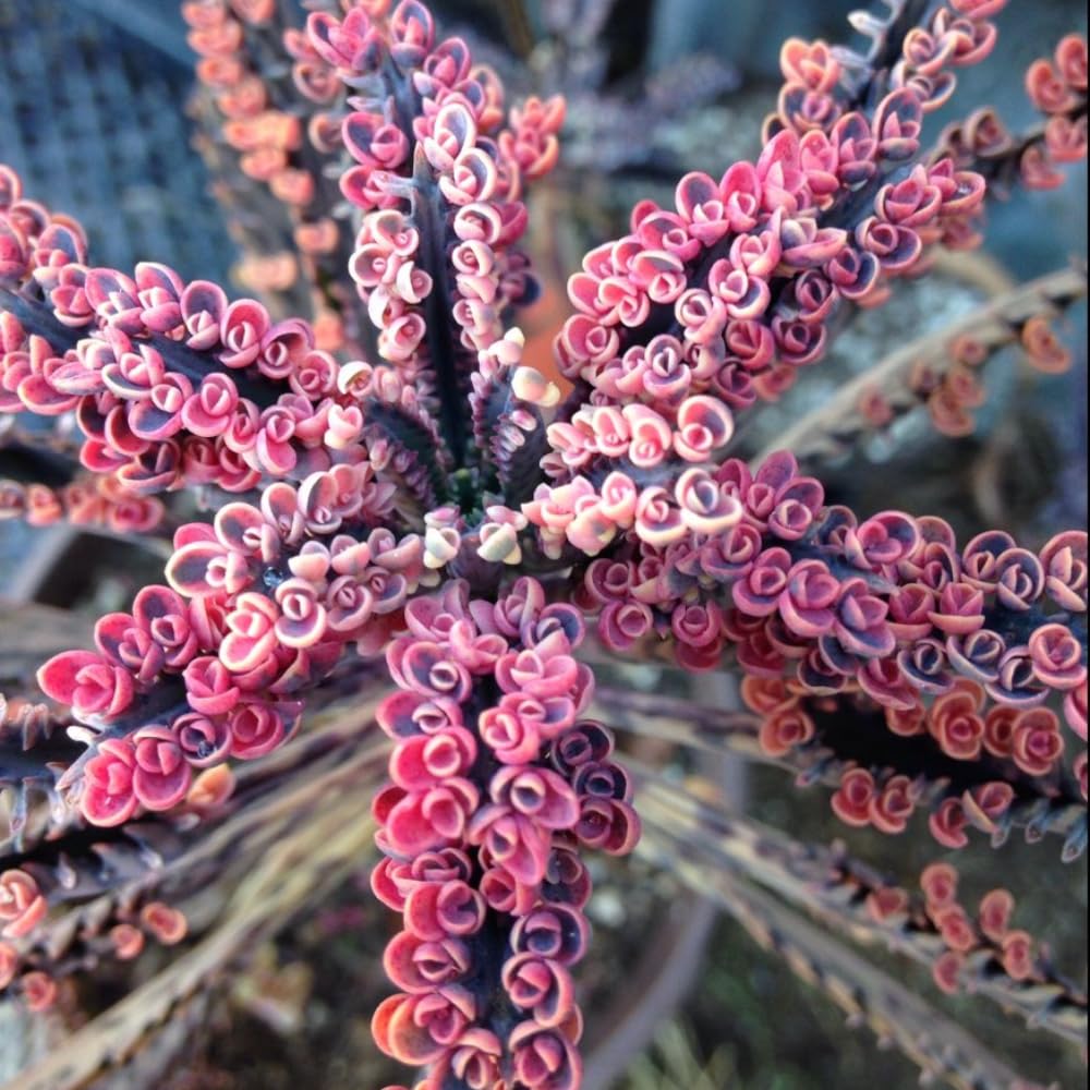 2 Kalanchoe Pink Butterfly Plants Live Indoor Outdoor 2 Inch Pot, Pink Kalanchoe Succulent Mother of Thousands Plant Live