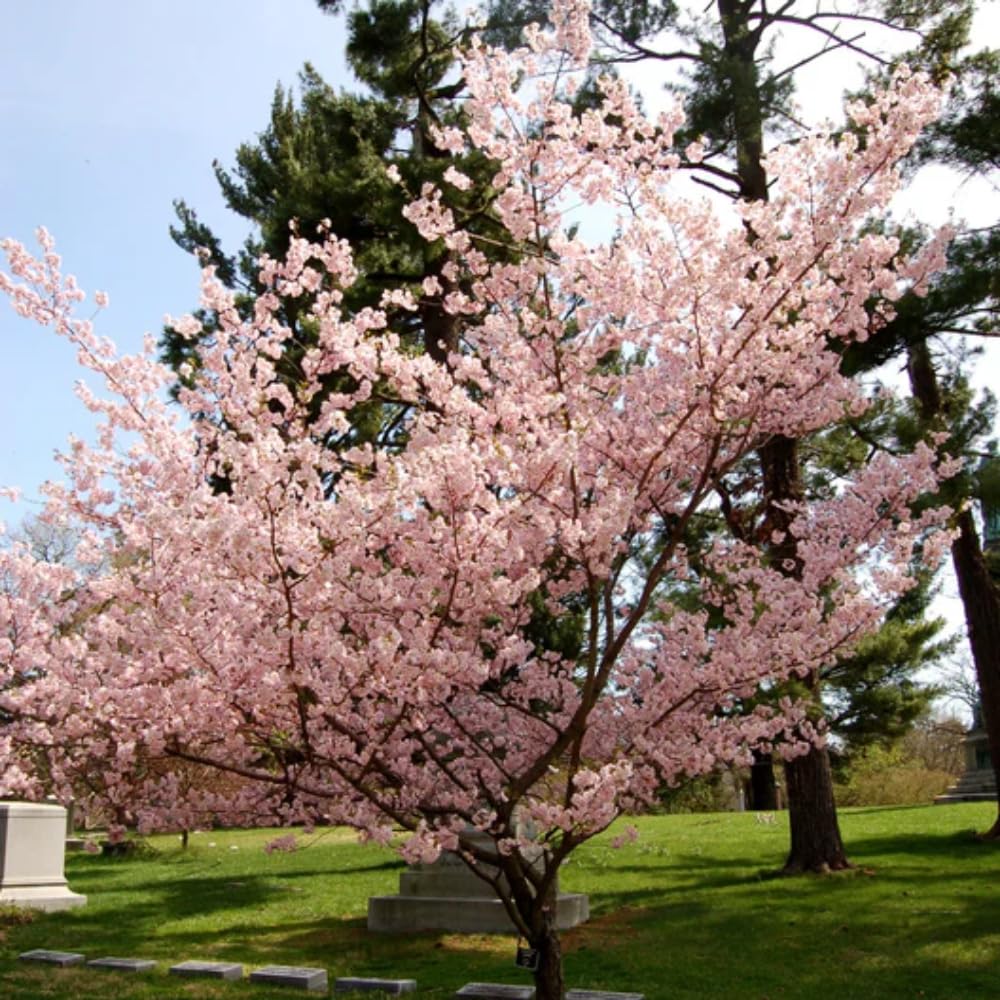 Cherry Blossom Tree, Live Ornamental Tree 6-12" Tall in Pot, Beautiful Spring Blooms for Outdoor Planting (Light Pink Cherry Blossom)