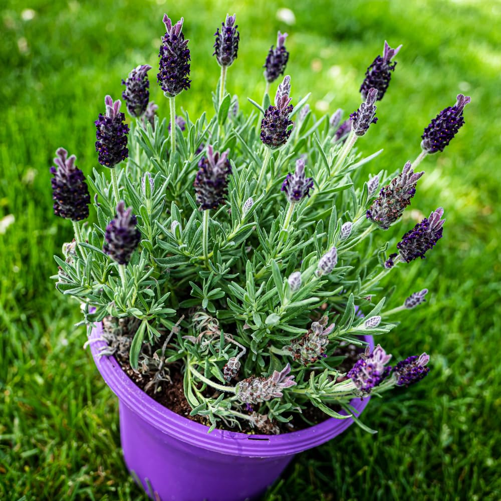 2 French Lavender Plants Live Outdoor Indoor, in 4" Pots, Cold Hardy Fragrant Perennial Herb for Garden and Landscape, 4-8 Inch Tall