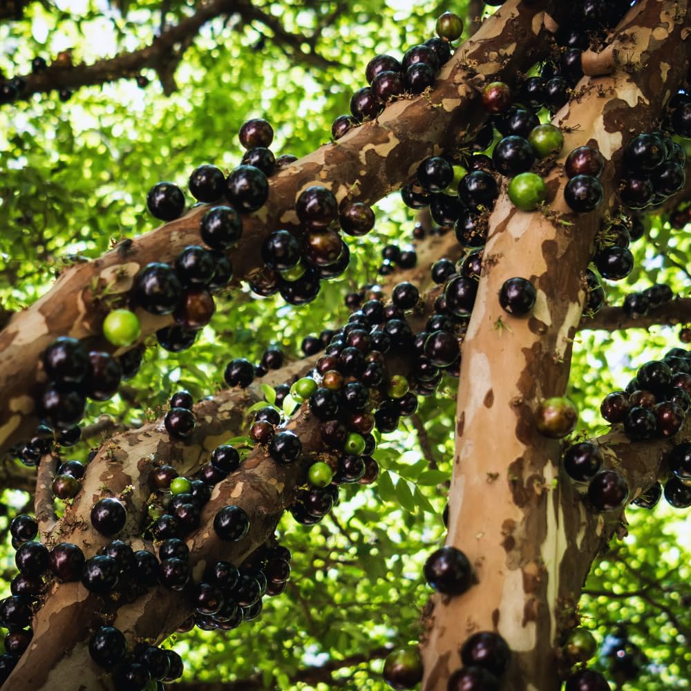 Black Jaboticaba Tree Plant Live, Jaboticaba Grape Fruit Plant, 5 to 8 Inc Long, Tropical Plants Garden