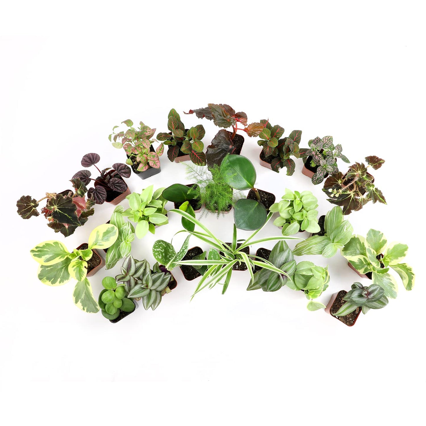 Altman Plants Live Houseplants (6PK), Indoor Plants for Delivery Prime, Live Plants and Gardening Gifts for Plant Lovers, Planters for Indoor Plants with Potting Soil, Live House Plants Indoors Live