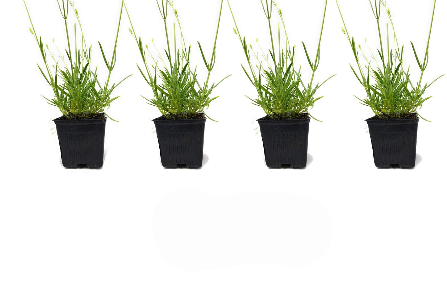 L+ French Provence Lavender — 4 Live Plants in 4" Pots — Blue-Purple Flowers — Fragrant, Bee-Friendly, Drought & Deer Resistant Perennial — Zones 5–9 — Grown in Sequim, WA