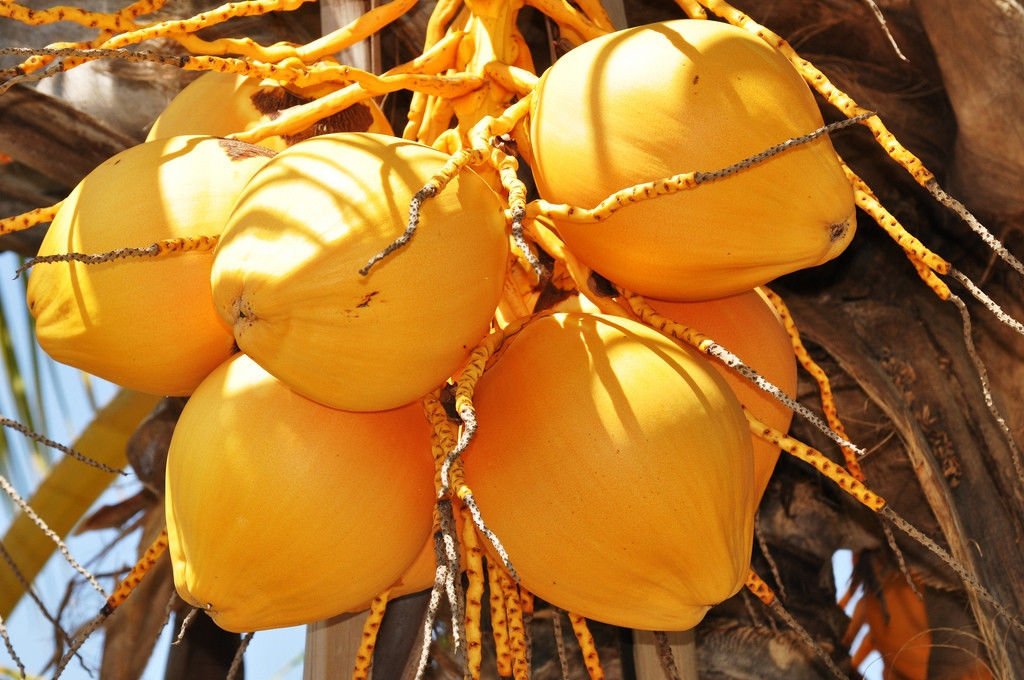 Cocos Nucifera Coconut (Yellow) Exotic Plant Palm Tree Ready to Pot,1 Live Seed