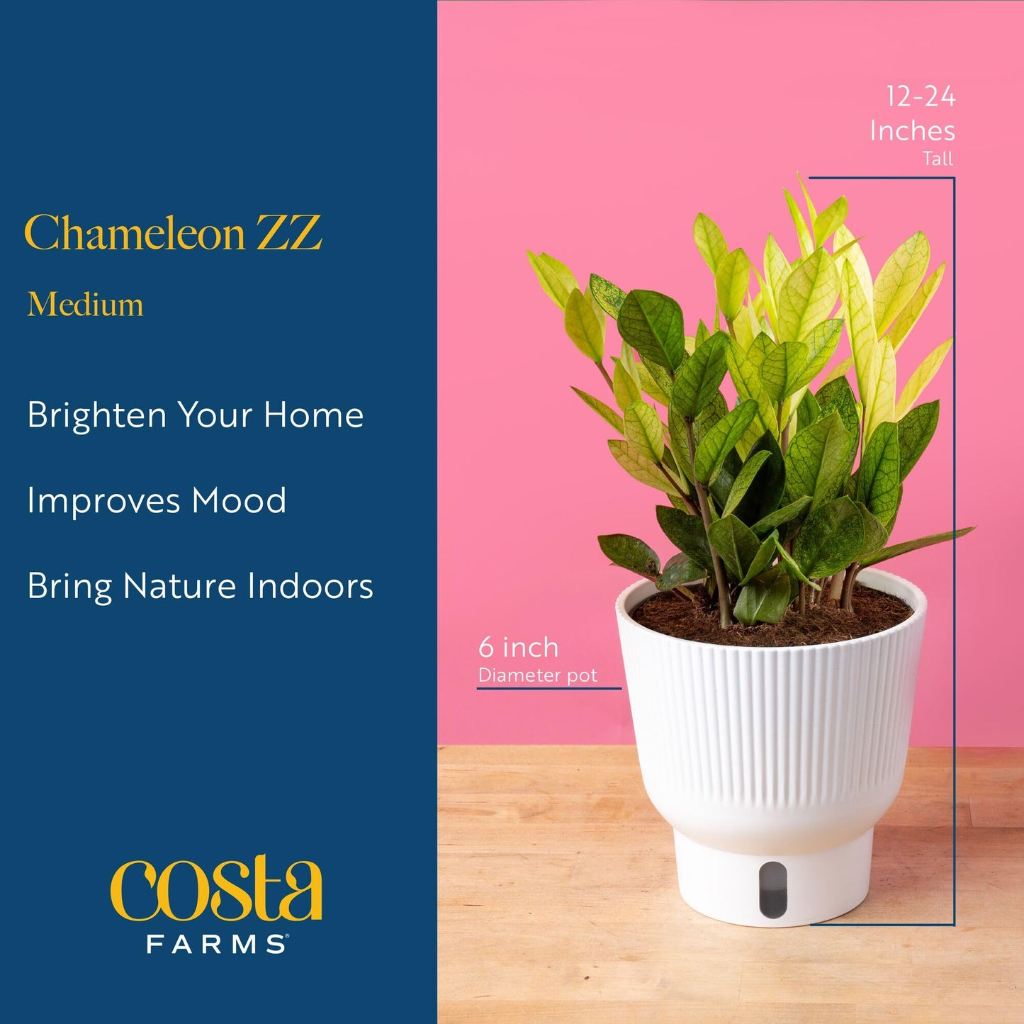 Costa Farms ZZ Chameleon Live Plant in Self Watering Pot, Easy to Maintain, Air Purifying Indoor Houseplant, Home, Room, or Office Decor, House Warming or Birthday Gift, 10-18 Inches Tall