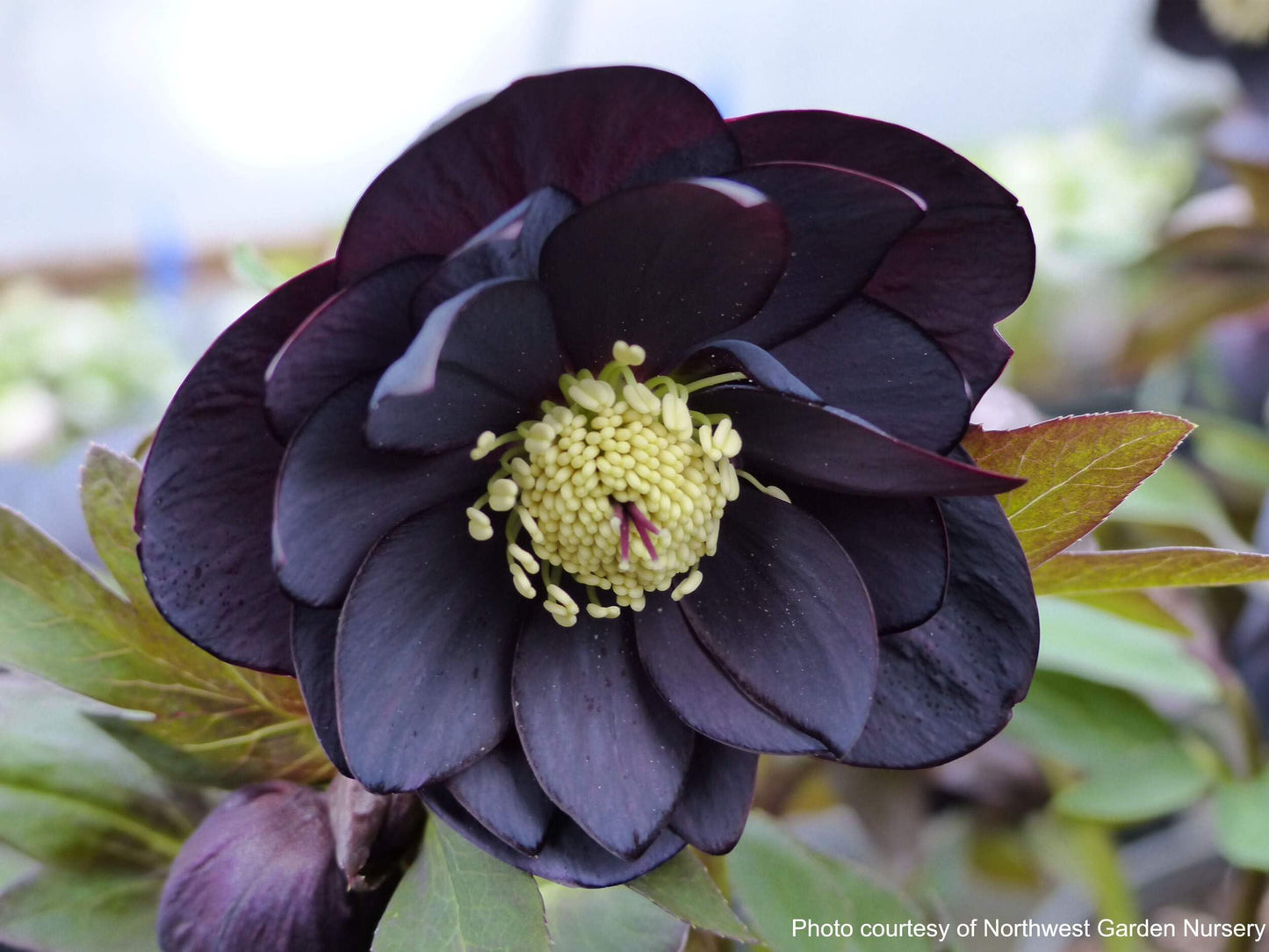 Perennial Farm Marketplace Helleborus x Winter Jewels 'Onyx Odyssey' (Lenten Rose) Perennial, 1 Quart, Near Black Flowers