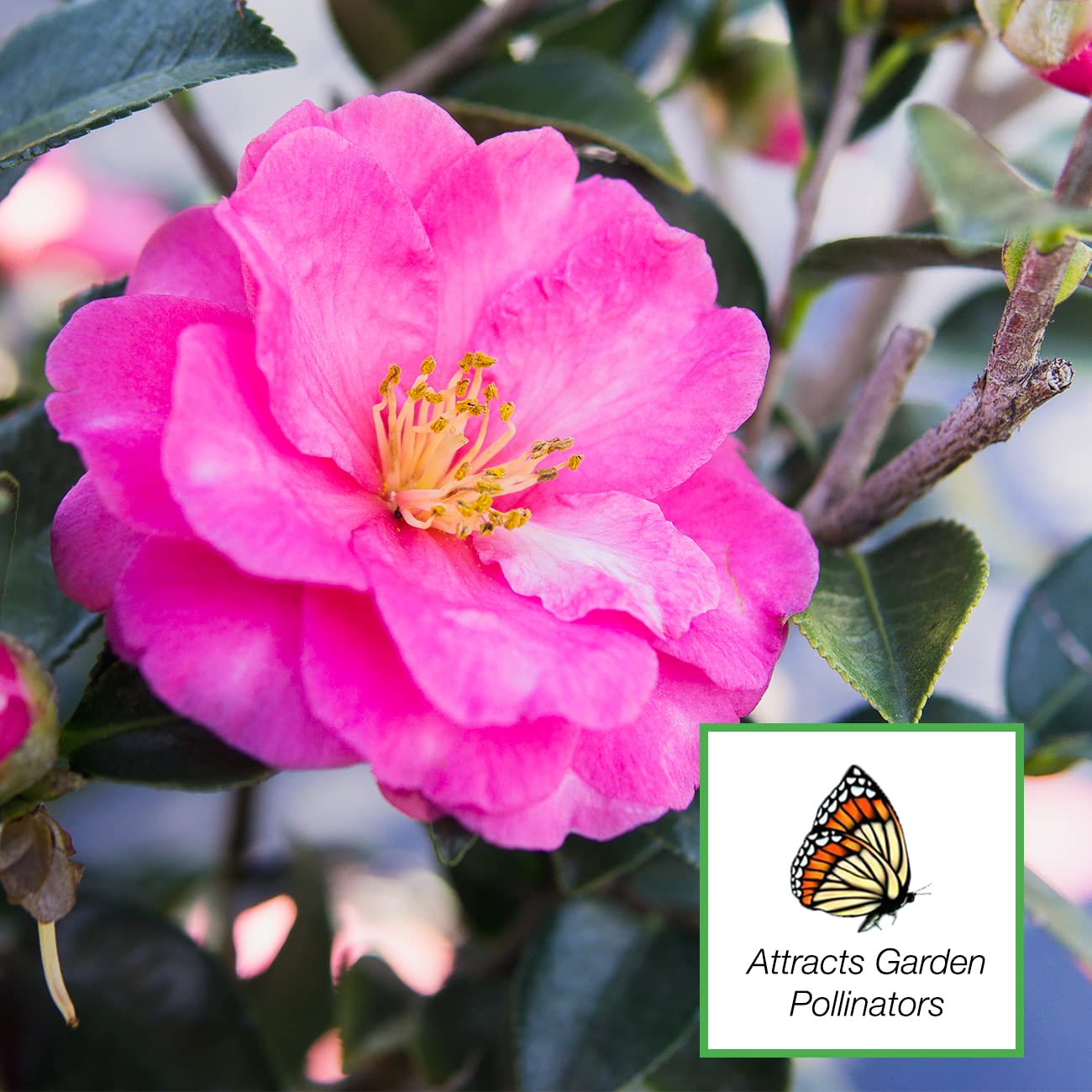 Perfect Plants Shi Shi Camellia Shrub 3 Gal. Pot | Camellia sasanqua 'Shishi Gashira' | Pink Flowering Plant | Small Outdoor Tree | Spring Blooming Flowers