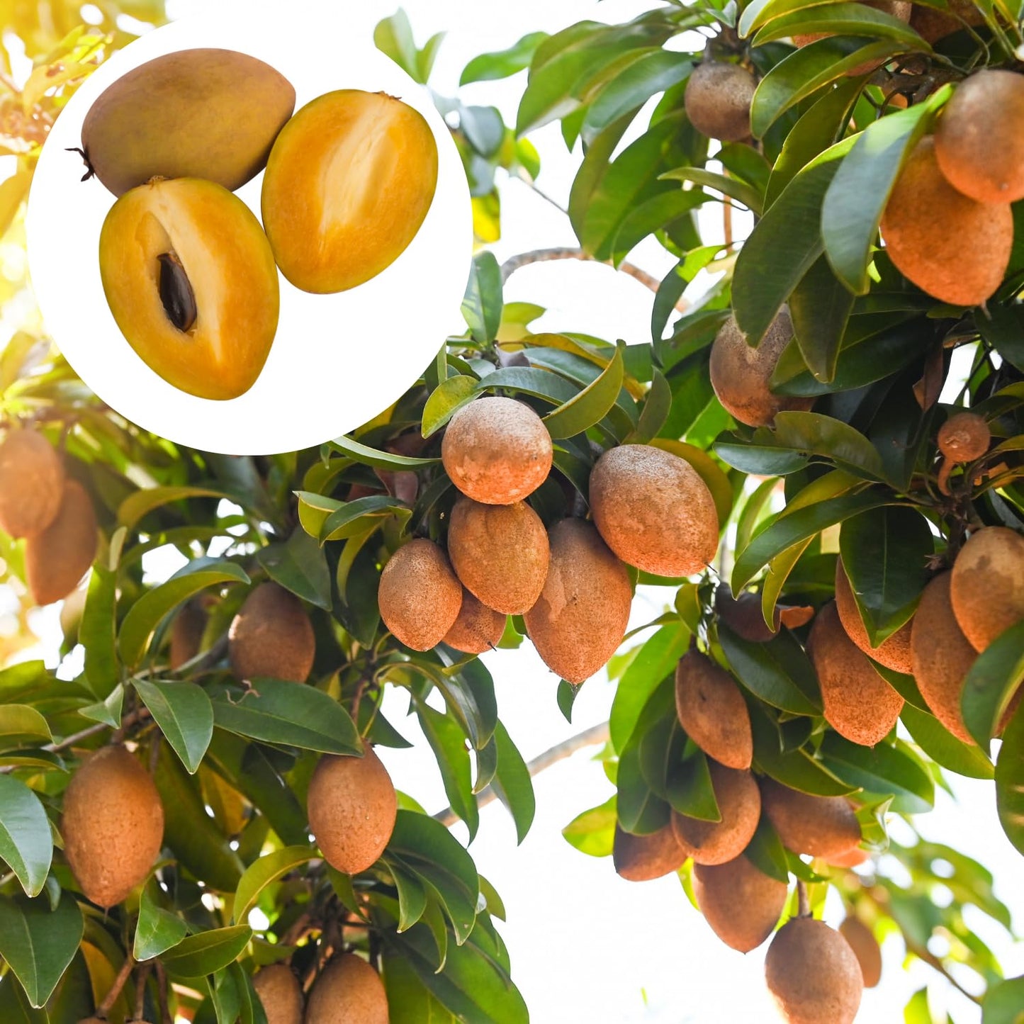 10 Sapodilla Tree Seeds, Sapote Fruit Seeds, Easy Grow Tropical Tree Starter