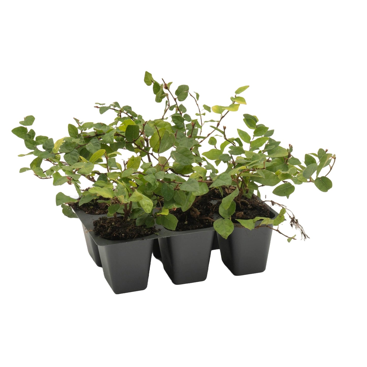 6 Creeping Fig, Live Plants – Ficus Repens – Fast-Growing & Versatile Climbing Vine in 2.5” Nursery Cubes – Perfect for Living Walls, Topiaries, Ground Cover & Indoor/Outdoor Decor