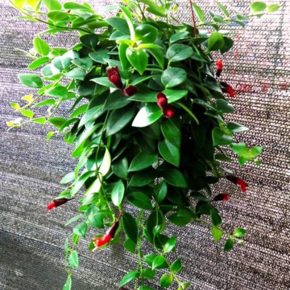 Trailing Curly Lipstick Plant Live, 8-10'' Long, Aeschynanthus Lipstick Live Plant in 3.5'' Pot, Rare Houseplant, Live Indoor Plant, Twisted Lipstick