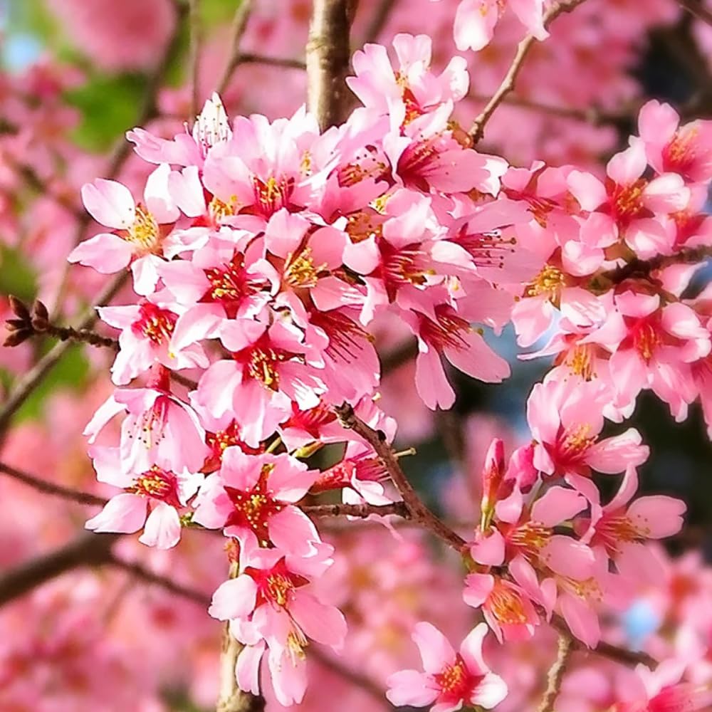 Cherry Blossom Tree, Live Ornamental Tree 6-12" Tall in Pot, Beautiful Spring Blooms for Outdoor Planting (Dark Pink Cherry Blossom)